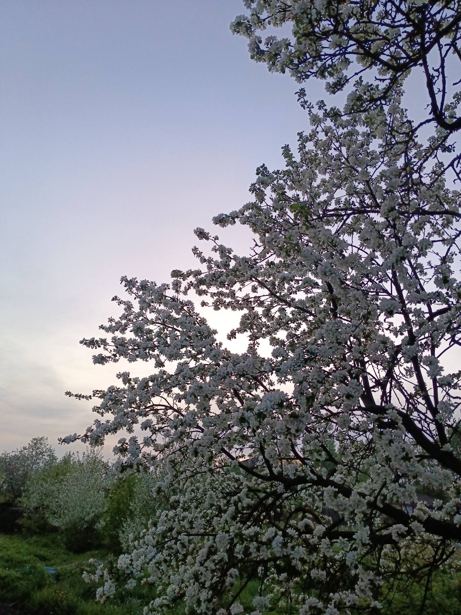 The image depicts a blooming tree with white flowers against a twilight sky. The tree is in full bloom, its branches heavily laden with blossoms. The sky is a pale gradient of blue and grey, indicating either sunrise or sunset. In the background, there is green foliage and more trees, some with white blossoms as well. The presence of blooming trees suggests it is springtime. The location in Belozersk, Russia, is implied but not directly visible from the image itself, so details specific to that location cannot be confirmed. No people are visible in the image.