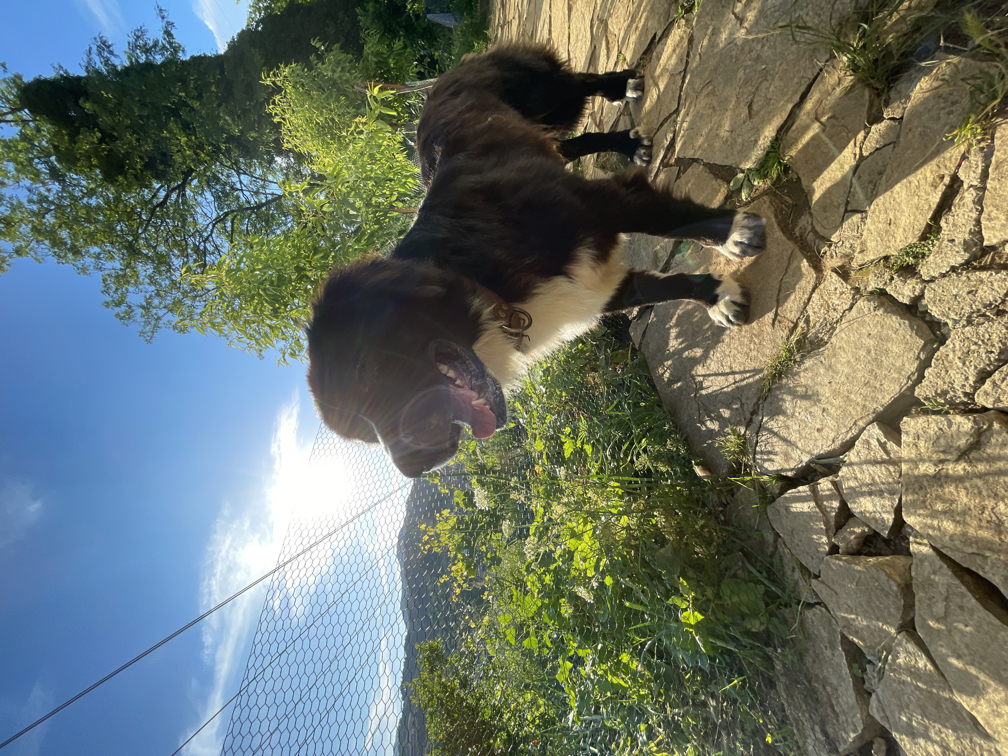 A large, shaggy, black and white dog stands on a cracked stone pathway. The dog is facing left, with its mouth open and tongue visible. The dog is wearing a brown collar. Behind the dog, to the left, is a wire fence and lush green vegetation. In the background, there are rolling hills under a bright blue sky with some clouds. Sunlight streams in from the left, casting shadows. The scene appears to be outdoors, possibly in a yard or garden, in the vicinity of Zlatograd, Bulgaria, given the natural landscape.