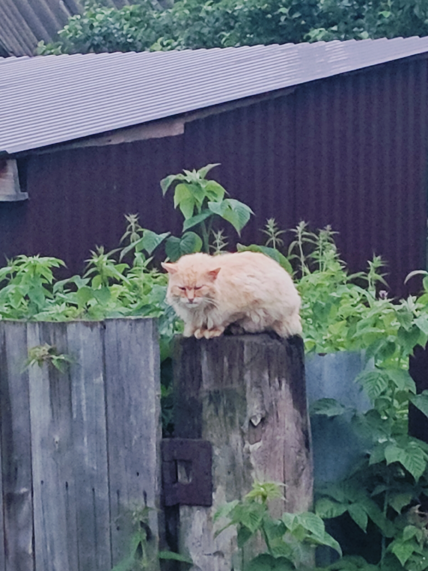 The image shows a fluffy, light orange cat sitting on a wooden post. The cat is looking downwards with its eyes partially closed, appearing sleepy or relaxed. Its fur is long and somewhat disheveled.
The setting is outdoors, likely in a rural or backyard area. Behind the cat and the wooden post, there is a dark wooden fence or wall. In front of the fence, and around the post, are lush green plants, some of which have large leaves and tall stalks. Above the fence, a corrugated metal roof of a building is visible, and behind that, more green foliage can be seen. The overall impression of the scene is that of a rustic, outdoor environment.
The lighting suggests it might be daytime, possibly overcast or late afternoon, as there are no strong shadows. The muted colors and the cat's relaxed posture contribute to a calm and peaceful atmosphere. There is no visible text in the image. The location context provided is Фоки, Russia.