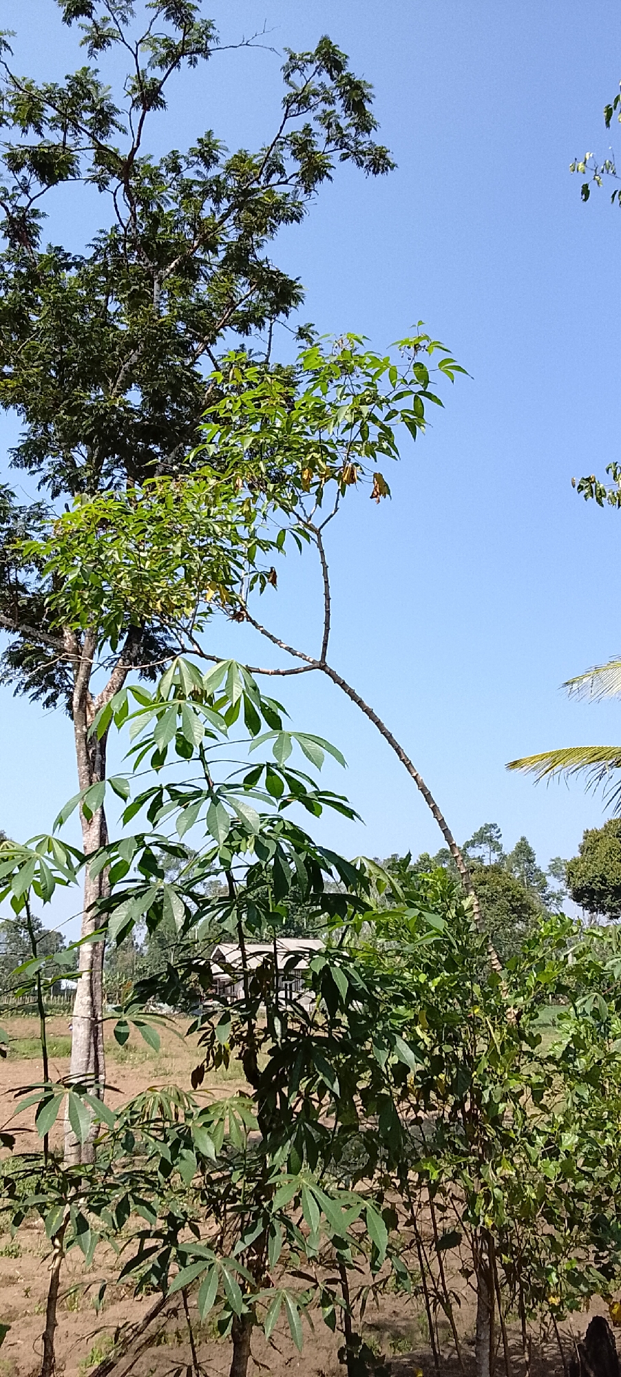 The image depicts an outdoor scene with lush green foliage under a clear blue sky. The foreground is dominated by a cluster of trees and plants, with distinct leaves suggesting a tropical environment. A tall tree with a rough bark stands to the left, while a thinner, lighter-barked tree with branching limbs and broad, palmate leaves extends diagonally across the frame towards the right. Smaller plants with similar palmate leaves are visible at the bottom of the image. In the background, a building with a light-colored roof is partially obscured by the vegetation, and further back, more trees and a gentle slope can be seen. The ground appears to be dry earth. The overall impression is one of natural growth in a rural or semi-rural setting. Without additional information, it is not possible to determine the exact location within the city of Padang Dalom, Indonesia.