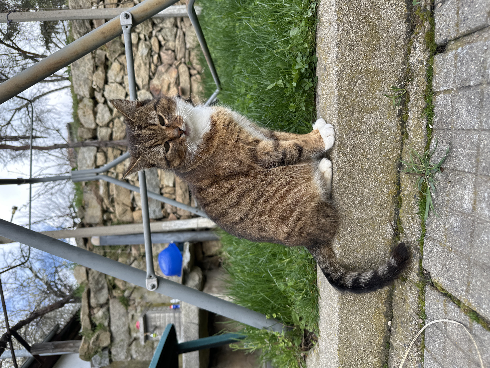 A tabby cat with white paws and a white chest sits on a concrete ledge between grass and cobblestones. The cat is looking towards the viewer. Behind the cat, a metal structure is visible, along with a stone wall, grass, and a few other objects. The location is likely Mrachenik, Bulgaria.