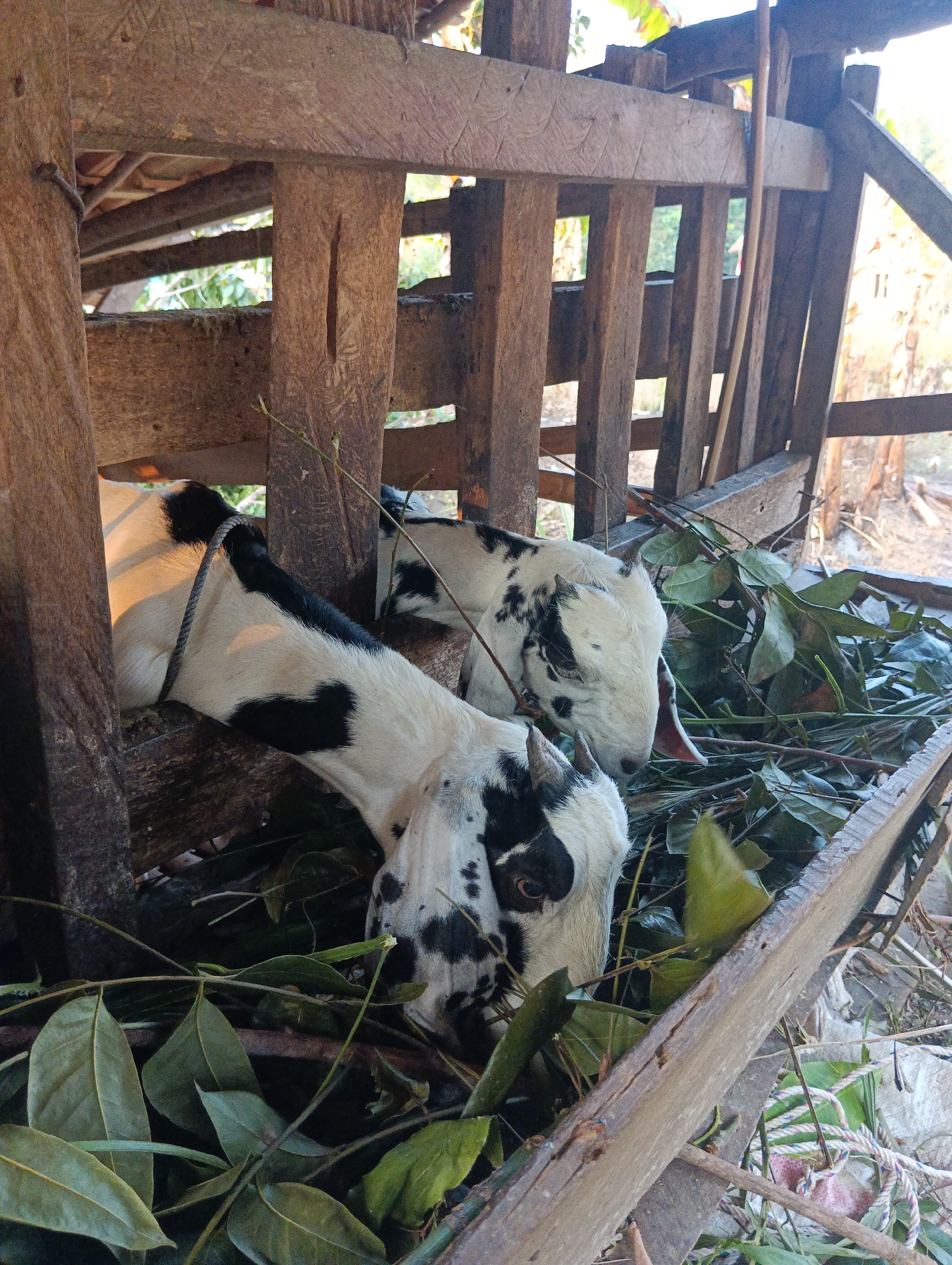 In Pematang Jaya, Indonesia, two goats are confined within a rustic wooden enclosure. One goat, predominantly white with black patches, is tethered by a rope around its neck, its head bent low as it consumes a pile of green leaves. The other goat, similarly patterned, is partially visible, also feeding on the vegetation. The enclosure is constructed from rough-hewn wooden planks and vertical posts, with a trough filled with leaves in the foreground. Sunlight filters through the gaps in the structure, illuminating the scene and casting shadows. The environment outside the enclosure appears to be outdoors, with hints of vegetation and possibly other structures visible in the background.