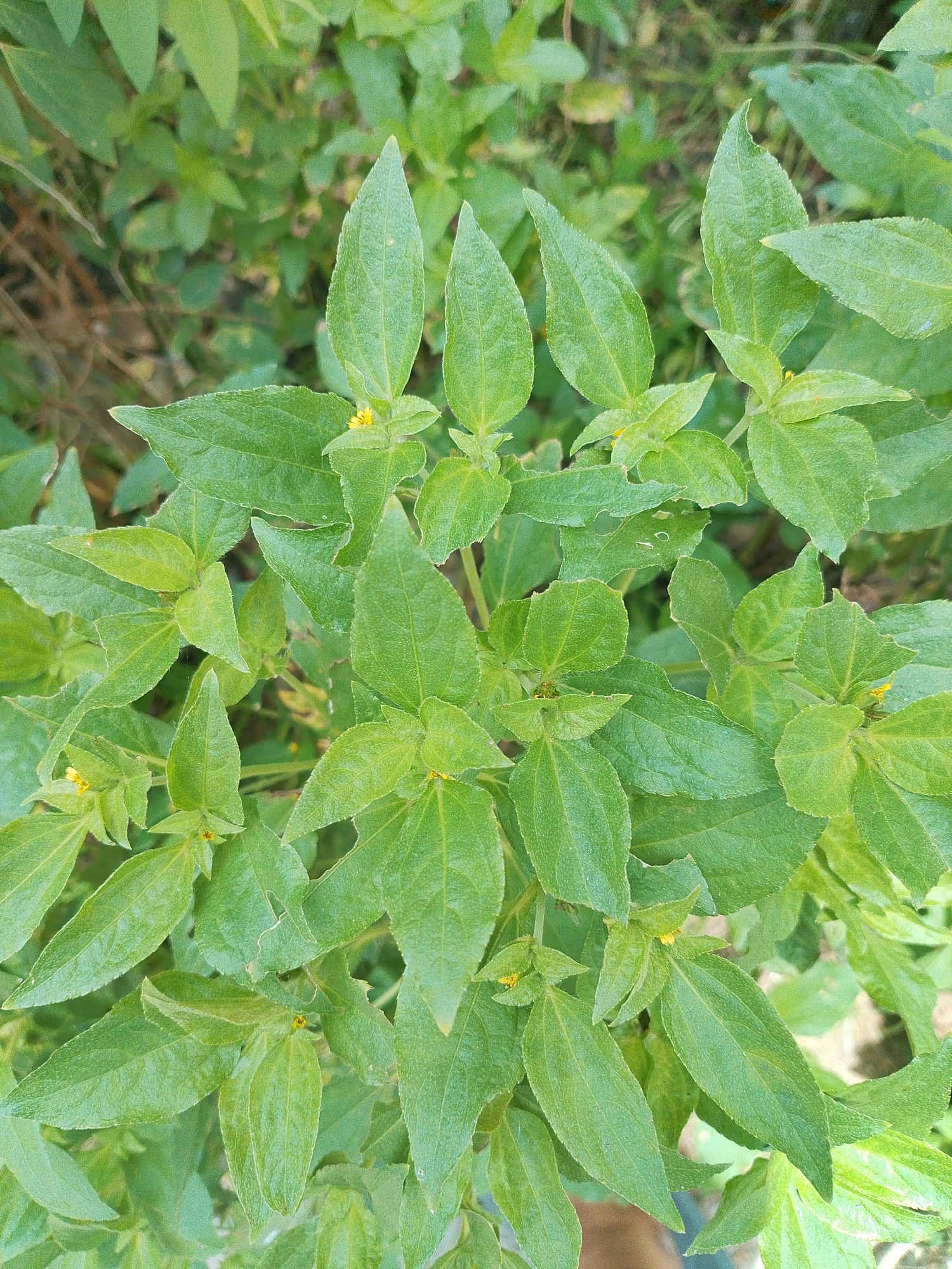 The image is a close-up, top-down view of a leafy green plant with small yellow flowers, likely taken in a natural or garden setting. The leaves are oval-shaped with serrated edges and a slightly textured surface. The plant is dense and appears to be growing in a cluster. The background consists of more blurred foliage and hints of soil or ground cover, suggesting an outdoor environment. There are no people or discernible man-made structures visible. The image does not provide any specific visual cues to pinpoint its exact location within Bakaran Batu, Indonesia, other than it depicts a plant in such a region.