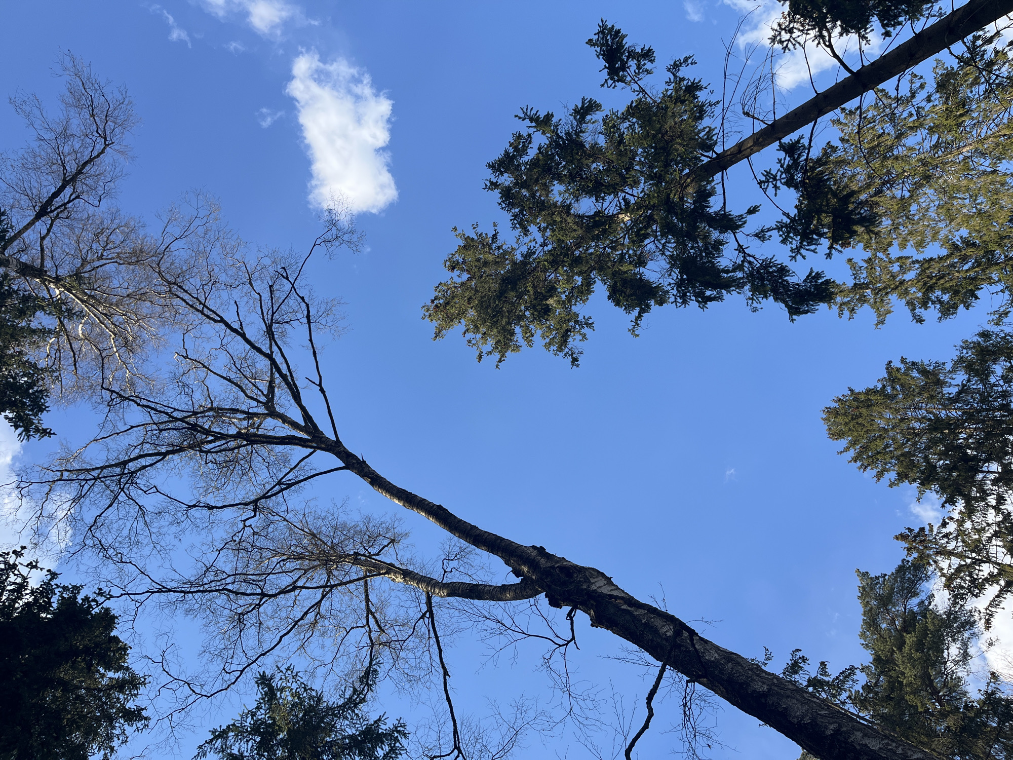 The image shows a view looking up into a clear blue sky with scattered clouds. Several trees are visible around the edges of the frame. One tree, prominent in the lower left and center, is largely bare of leaves, with only branches visible. Other trees with green foliage are seen towards the right side and upper portion of the image. The image shows a natural scene with trees silhouetted against the sky. I cannot determine if the photo was taken in Zhavoronki, Russia.