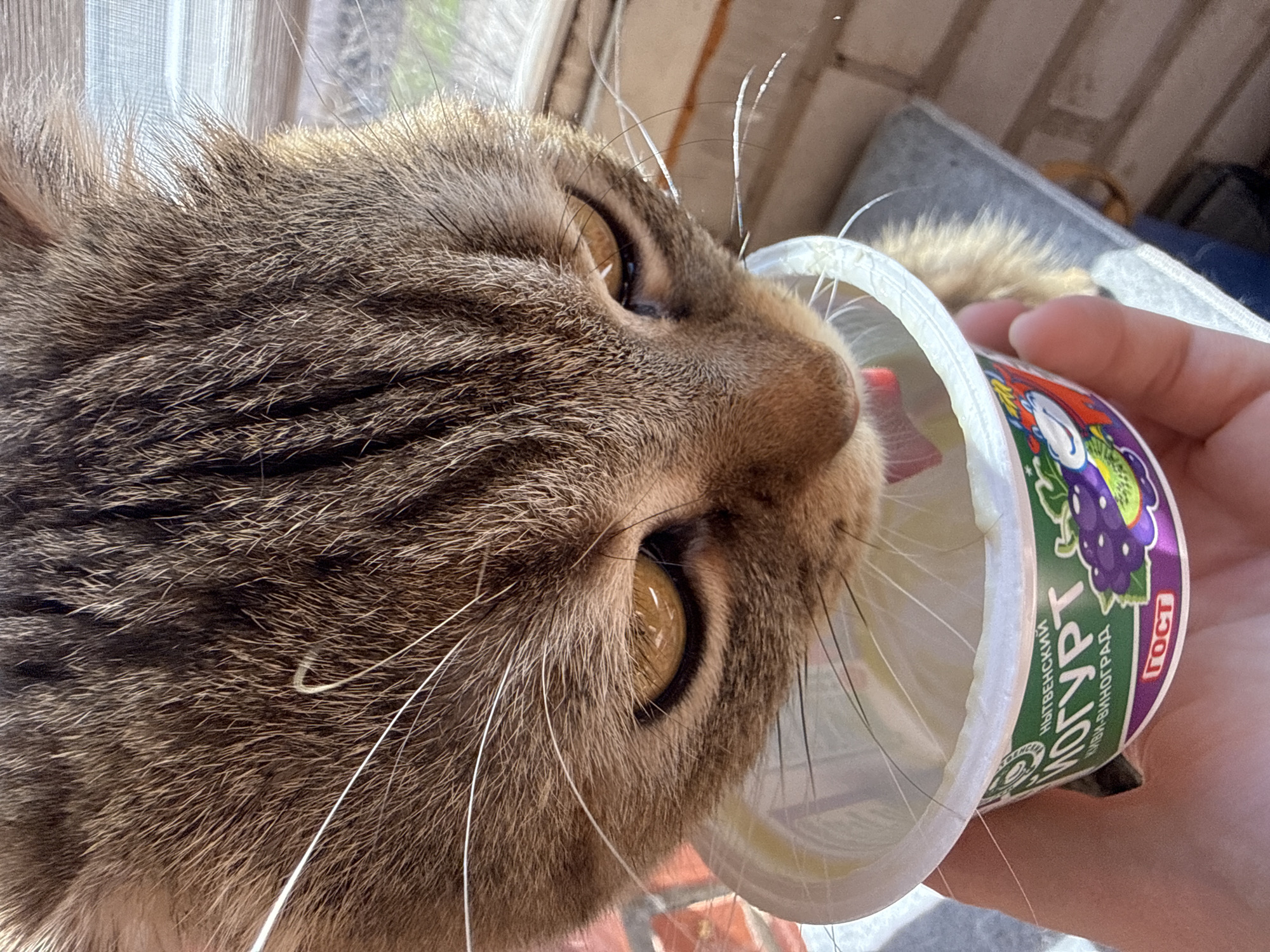 A brown tabby cat is licking yogurt from a white plastic cup. The cup is labeled "ЙОГУРТ" in green and purple, with images of grapes. A human hand holds the cup. The background includes a window and part of a wall. The location is Unknown, Unknown.