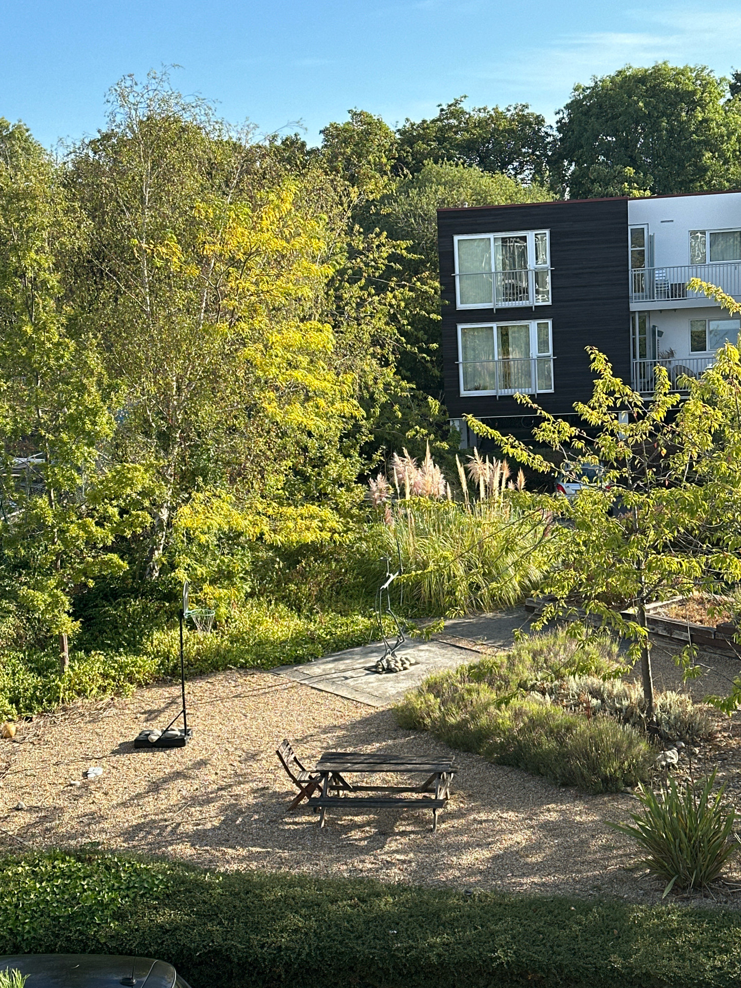The image captures an outdoor courtyard area adjacent to a modern building. The building features dark-colored cladding and large windows, with balconies visible. Several trees with green and yellowing foliage are present, casting dappled shadows on the ground. In the foreground, a gravel-covered area contains a wooden picnic table and bench set, a portable basketball hoop with a backboard and net, and a metal sculpture. Behind the picnic table, a patch of tall, feathery grasses, possibly pampas grass, stands out. A low, manicured hedge borders the bottom of the frame. The sky is clear and blue. There are no people visible in the scene. The setting appears to be a residential or communal area within an urban environment, likely in London, United Kingdom, given the architectural style and landscaping.