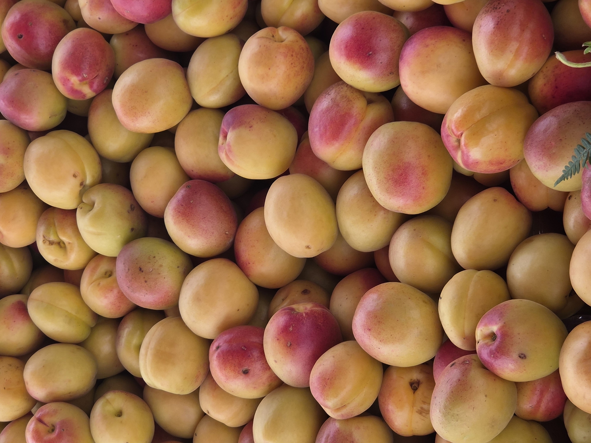 A close-up, overhead shot displays a pile of ripe apricots, their surfaces a gradient of yellow, orange, and blush red. The fruit is densely packed, with some overlapping and others nestled snugly against each other. The lighting highlights the smooth, slightly textured skin of the apricots, and the overall impression is one of freshness and abundance. The image does not contain any identifiable landmarks or elements that would indicate a specific location within Maltepe, Turkey.