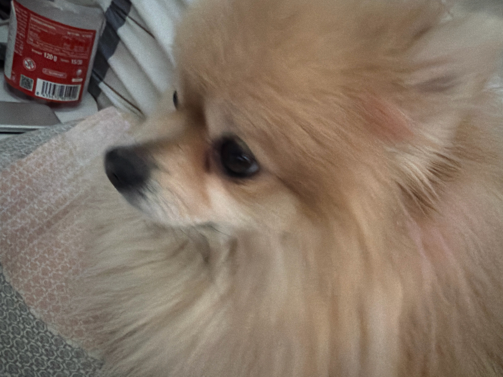 A close-up, slightly blurred, over-the-shoulder shot captures a light-colored Pomeranian dog resting on a textured blanket. The dog's face is in profile, with its dark eye visible and its nose pointing towards the left side of the frame. A red and white label with a barcode and text in what appears to be Georgian script is visible in the upper left corner of the image. The background consists of striped fabric. The scene is indoors, likely in a residential setting within Tbilisi, Georgia, given the Georgian script on the label.
