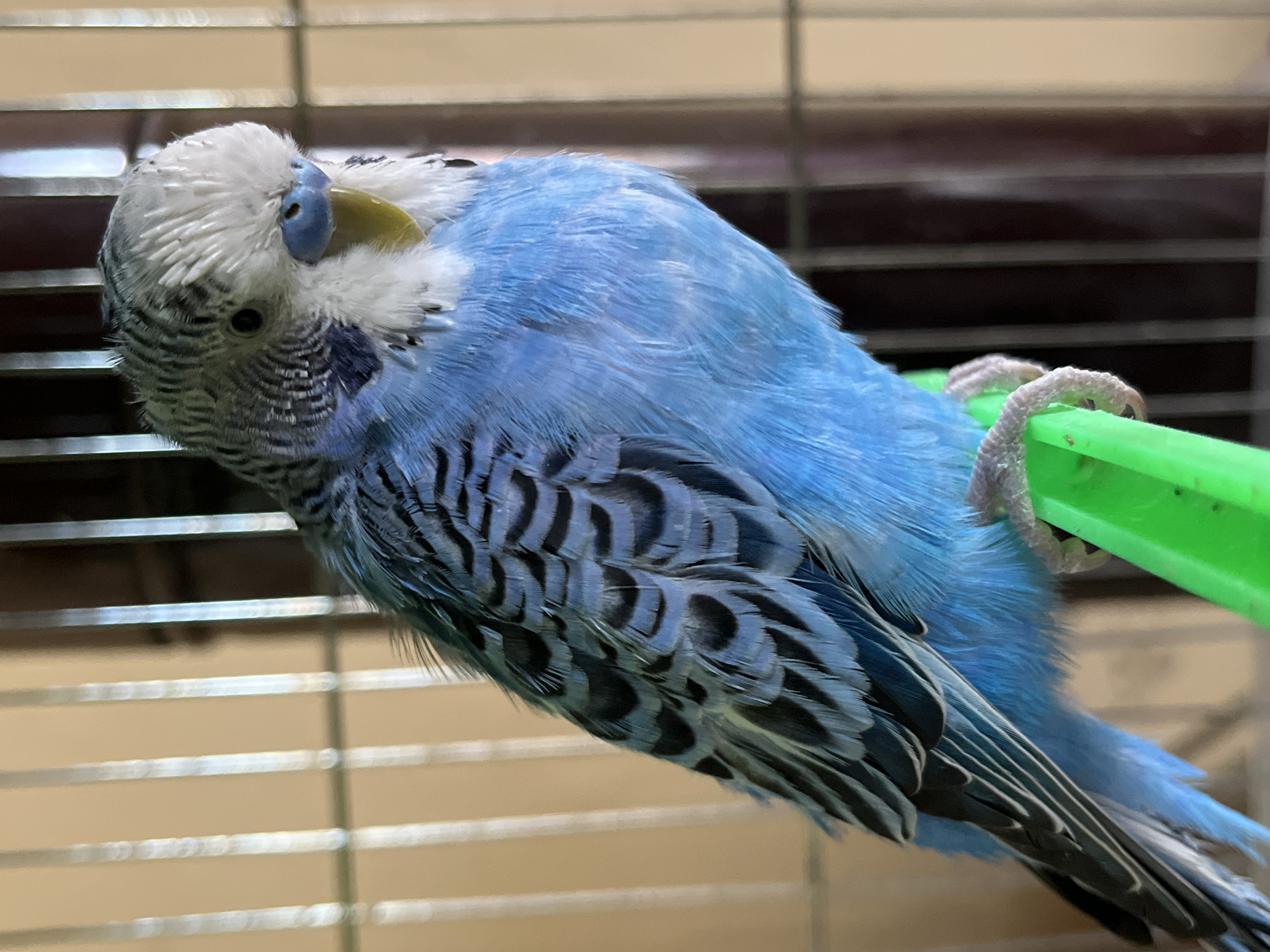 A blue and white budgerigar (parakeet) perches on a green plastic bar, likely inside a cage. The bird is angled sideways with its head tilted upward. Its plumage is primarily light blue with black markings on its back and wings. The head is white with a blue cere (nose) and a yellow beak. The bird's feet are gripping the green bar. The cage bars are visible in the background, with a beige-colored surface or wall behind. There is no indication of Shumen, Bulgaria.