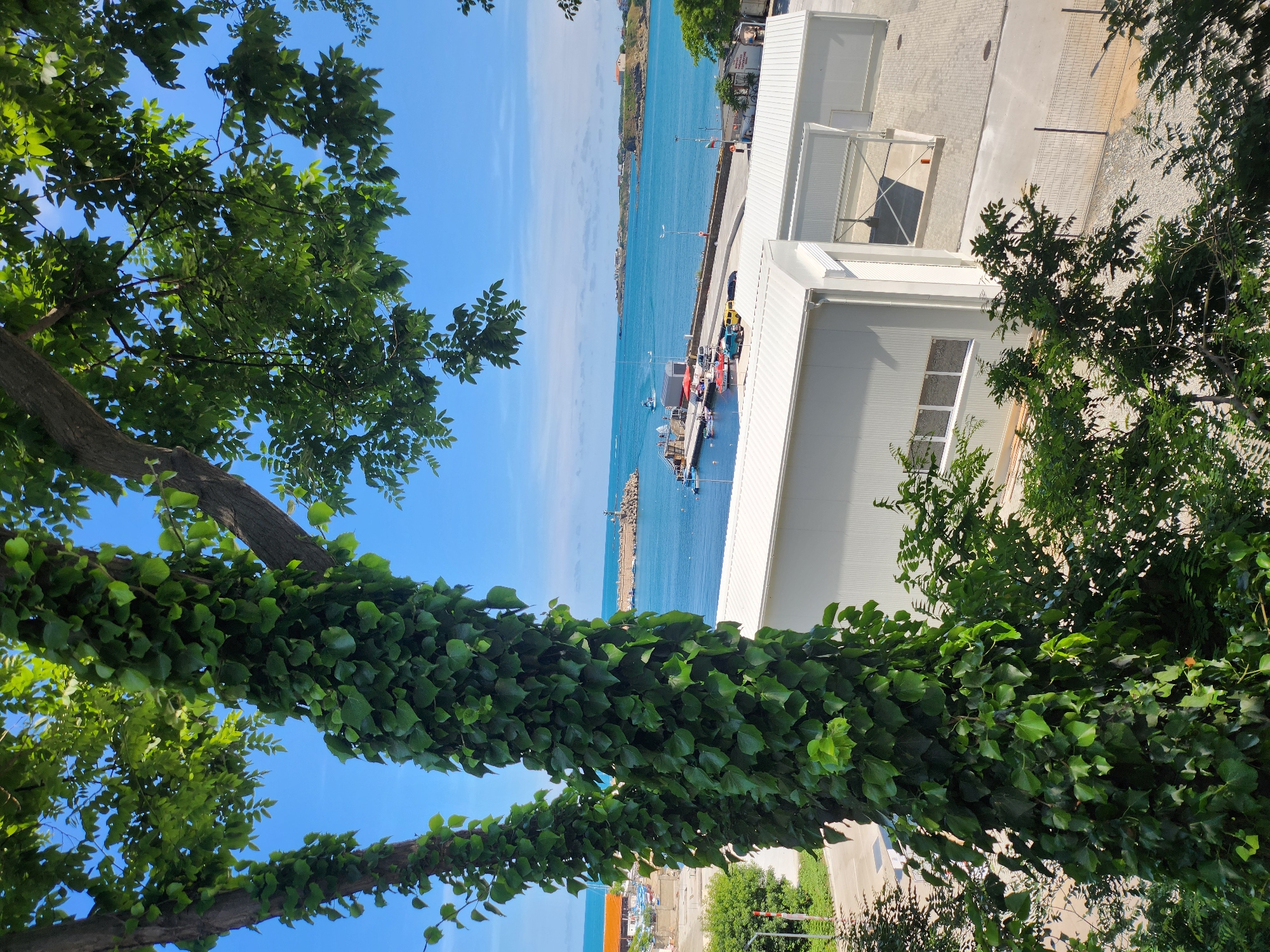 This media file captures a picturesque scene at a coastal location, likely a marina or harbor in Tsarevo, Bulgaria. The image is dominated by a large tree covered in lush green ivy, which frames the view of the sea and surrounding structures. The time of day appears to be daytime, with clear blue skies and bright sunlight indicating fair weather.
In the background, the turquoise sea stretches out, dotted with several small boats moored at a dock. A long pier or breakwater extends into the water, with a lighthouse-like structure at its end. Adjacent to the water is a modern, white building with large windows, possibly a boathouse or a facility associated with the marina. Further beyond, a shoreline with buildings and vegetation is visible. The foreground is filled with the textured bark and vibrant green leaves of the ivy-covered tree, some of which are illuminated by the sun, while others are in shadow.
The scene evokes a sense of calm and tranquility, typical of a seaside resort or a quiet harbor. The composition, with the natural element of the tree in the foreground and the man-made structures and water in the background, creates a pleasing contrast. No people are clearly visible, suggesting a peaceful, uncrowded moment. The overall impression is one of a serene summer day in a coastal town.
