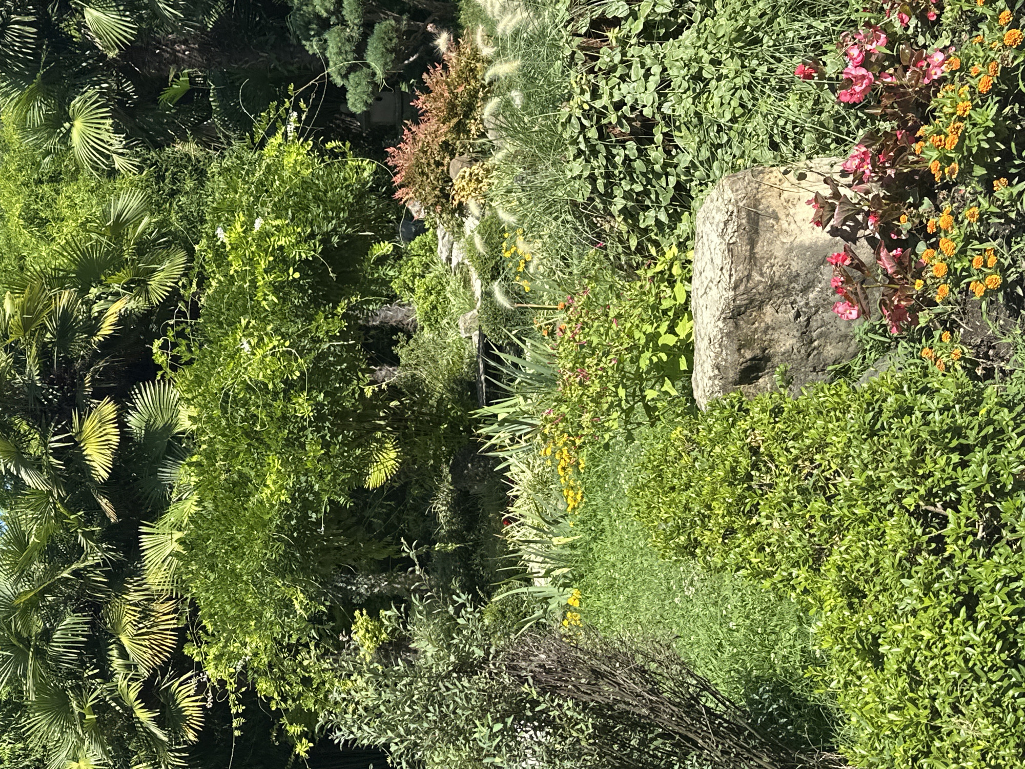 The image depicts a vibrant garden scene bathed in sunlight, suggesting an outdoor setting. Lush green foliage dominates the frame, with various plants and trees creating a dense, layered landscape. In the foreground, a large, weathered rock sits prominently, surrounded by a bed of colorful flowers, primarily in shades of pink and orange. Behind the rock, a variety of green plants, some with feathery plumes, rise upwards. Further back, a large, leafy green bush stands tall, and beyond that, palm trees with their distinctive fronds are visible. The overall impression is of a well-maintained, naturalistic garden, possibly a botanical garden or a park, with a sense of abundance and growth. The image does not contain any people or discernible actions.
While the image itself does not provide direct evidence of its location, the mention of Sochi, Russia, suggests it is a garden within that city, known for its subtropical climate and numerous parks and gardens, such as the Dendrarium Botanical Garden.
