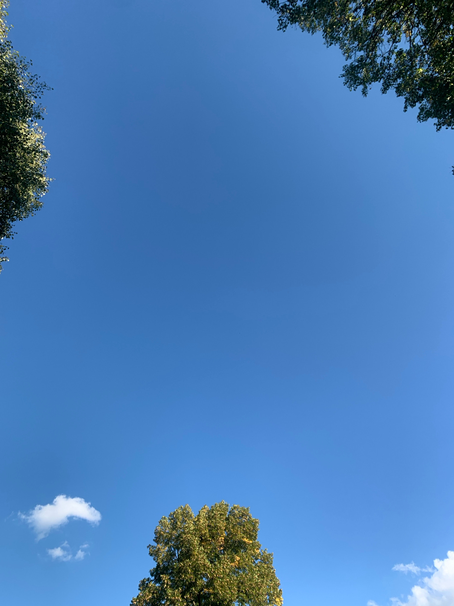 A wide-angle outdoor photograph captures a clear, bright blue sky with scattered white clouds. The upper corners of the image are framed by the dense green foliage of trees, suggesting the perspective is from beneath the canopy. In the lower portion of the frame, a lone tree with dense green and yellow foliage stands out against the sky. To the left of this tree, a small, puffy white cloud drifts. The overall scene depicts a peaceful, natural environment. The image is not specific to Lviv, Ukraine.