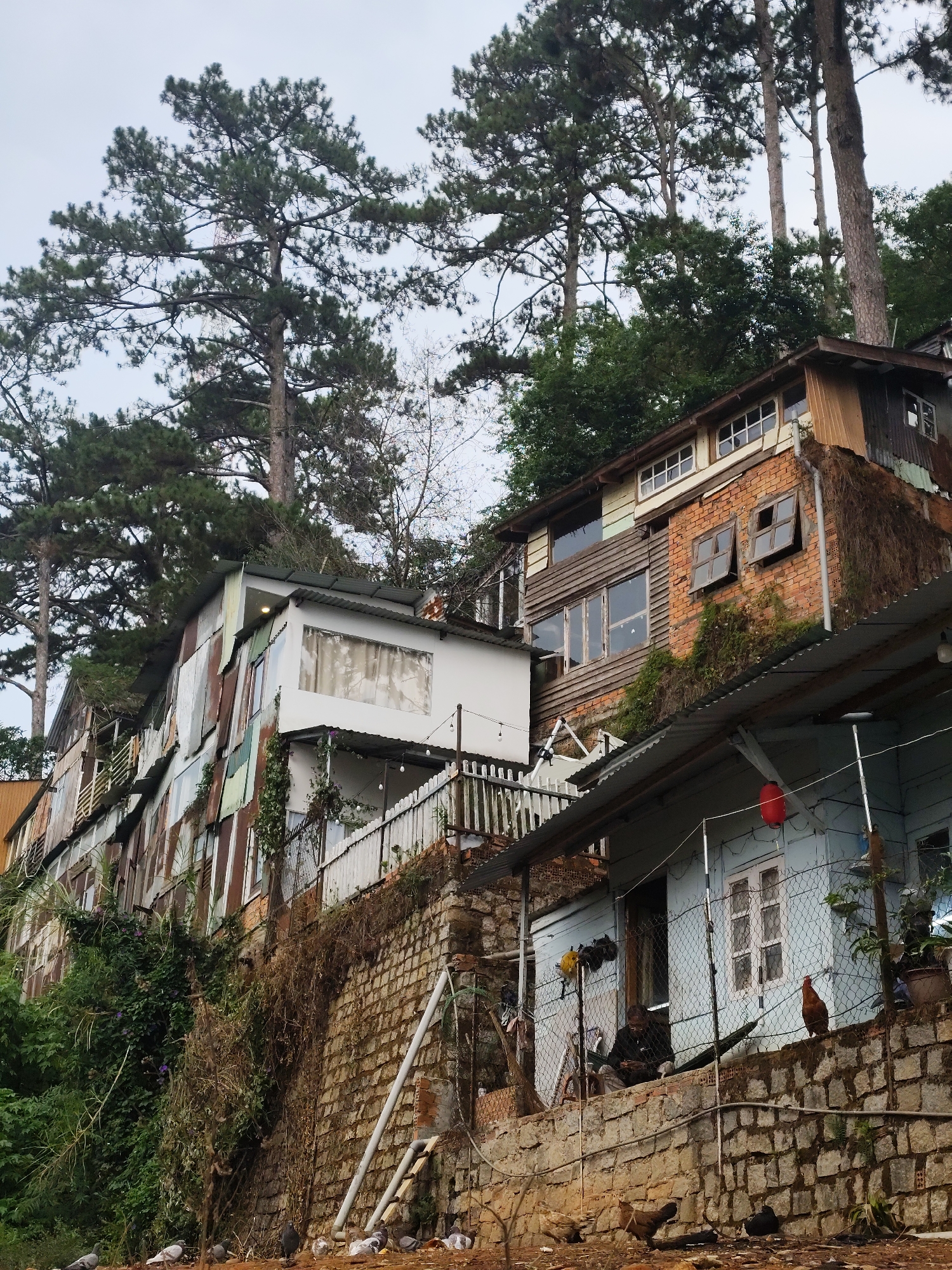 The image shows a hillside settlement in Da Lat, Vietnam. The buildings are constructed from a variety of materials including corrugated metal, wood, and brick. Tall pine trees surround the buildings. A person sits on a ledge in front of a blue building, behind a wire fence. Chickens and pigeons are visible near the base of a retaining wall. Vegetation is growing on the hillside and the retaining wall. A red lantern is hanging near the blue building.