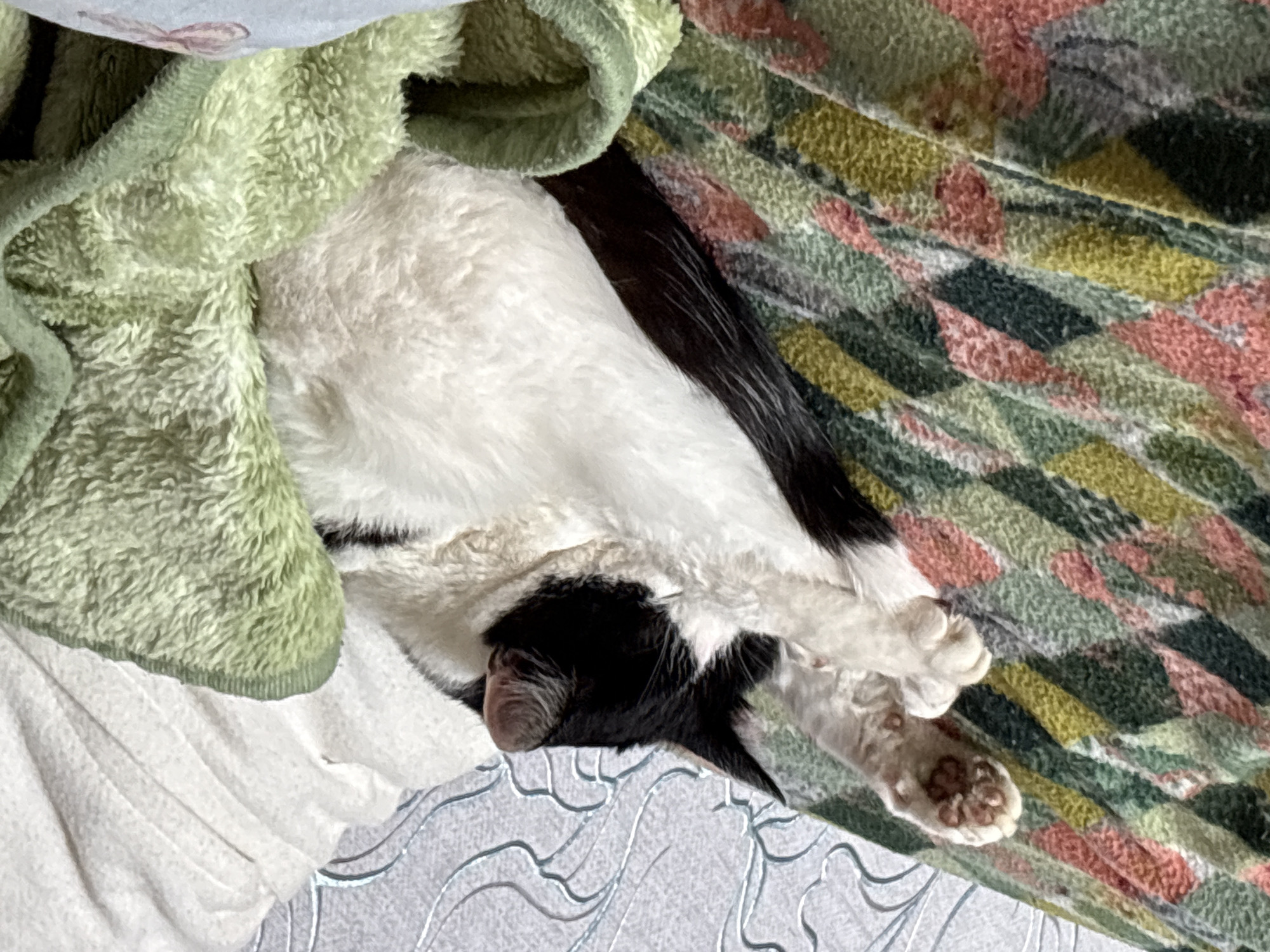 A black and white cat sleeps under a green towel and a patterned blanket. The location is Unknown, Unknown. The cat's paws are crossed. The background includes a gray surface.