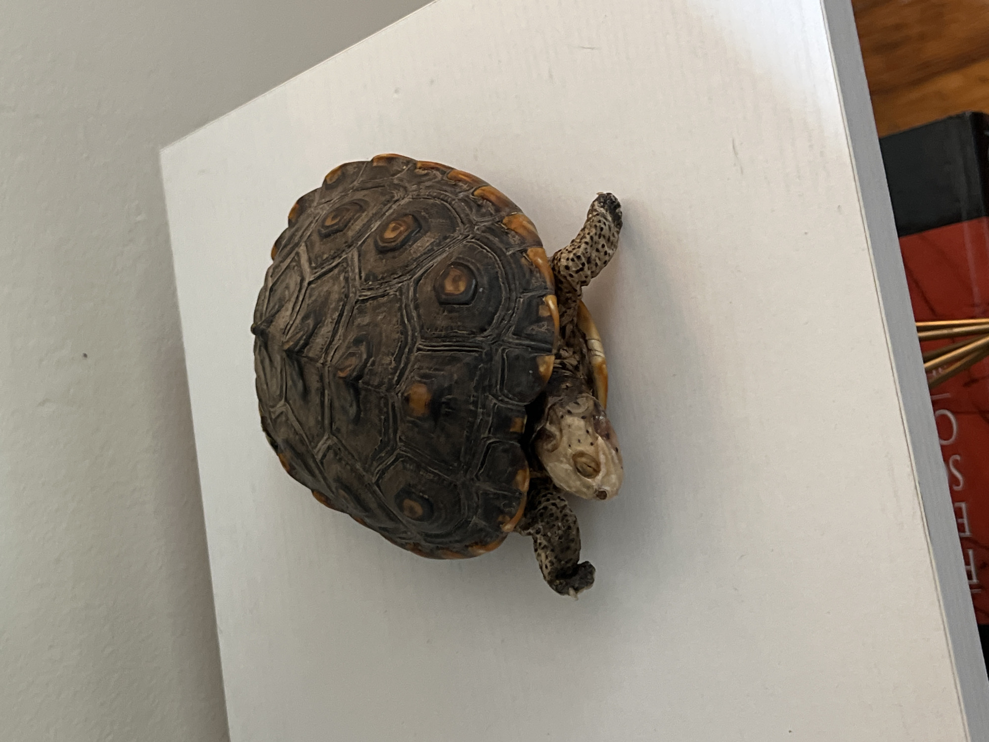 A turtle rests on a white surface, possibly a countertop or table, with its patterned shell and spotted limbs clearly visible. The background is simple, consisting of a wall and a partially visible book or object with red and black colors. The scene is indoors, likely in a home or office. There is no indication of the City of Kingston, United States of America in the picture.