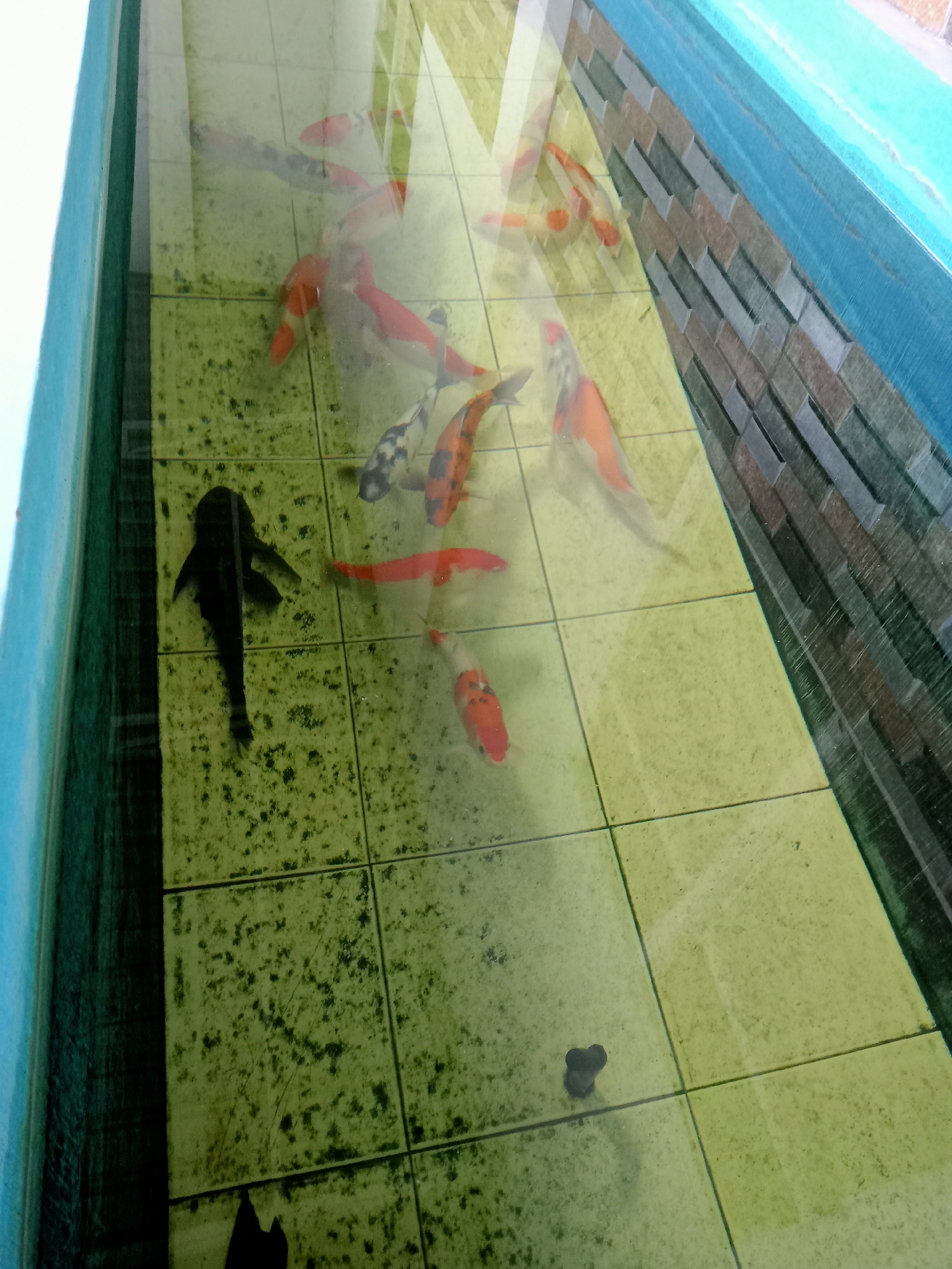 A school of koi fish swim in a pond with a tiled bottom. The pond is surrounded by a blue border, and a wall with a brick pattern is visible. The water is clear, and the koi fish are various colors, including orange, white, and black. The scene is well-lit, and the water reflects the surroundings. The location is Majan, Indonesia.