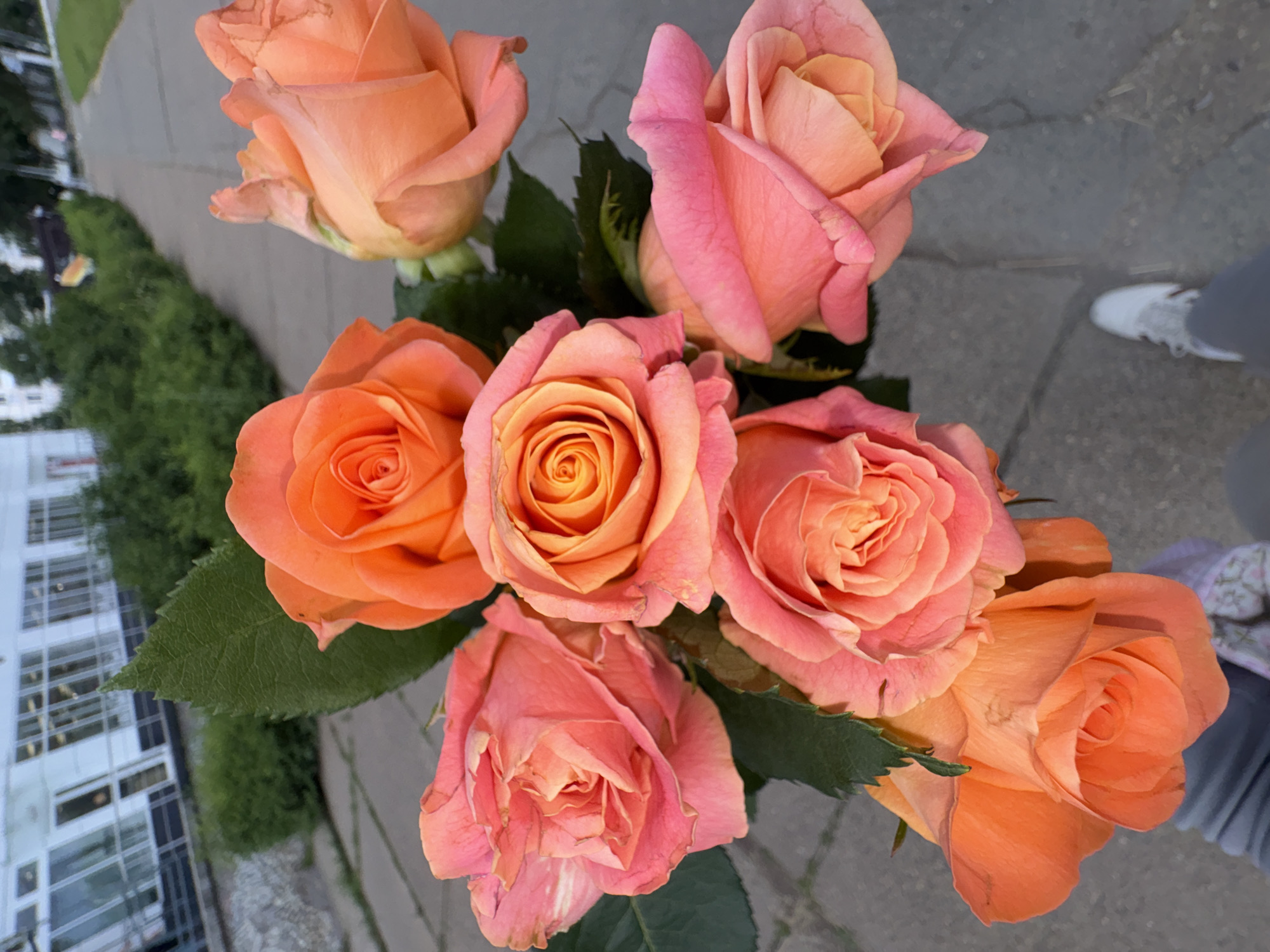 A top-down, close-up shot features a bouquet of seven roses, primarily in shades of pink and orange, with visible green leaves. The roses are arranged in a cluster, with their petals unfurled and some showing tighter, developing buds. The background is blurred, but suggests an outdoor urban environment. A paved walkway, composed of interlocking stones, is visible beneath the roses. To the left, a low, green hedge runs alongside a modern building with numerous windows. Further in the distance, a sidewalk with a white-lined path is seen, bordered by more greenery. The lower right portion of the image shows the legs and feet of a person, wearing gray pants and white sneakers, standing on the walkway. The scene is illuminated by natural light, likely from a slightly overcast sky. Based on the architectural style of the building, the urban setting, and the presence of a shoe that matches common styles worn in Russia, it is plausible this scene is in Chaikovsky, Russia.