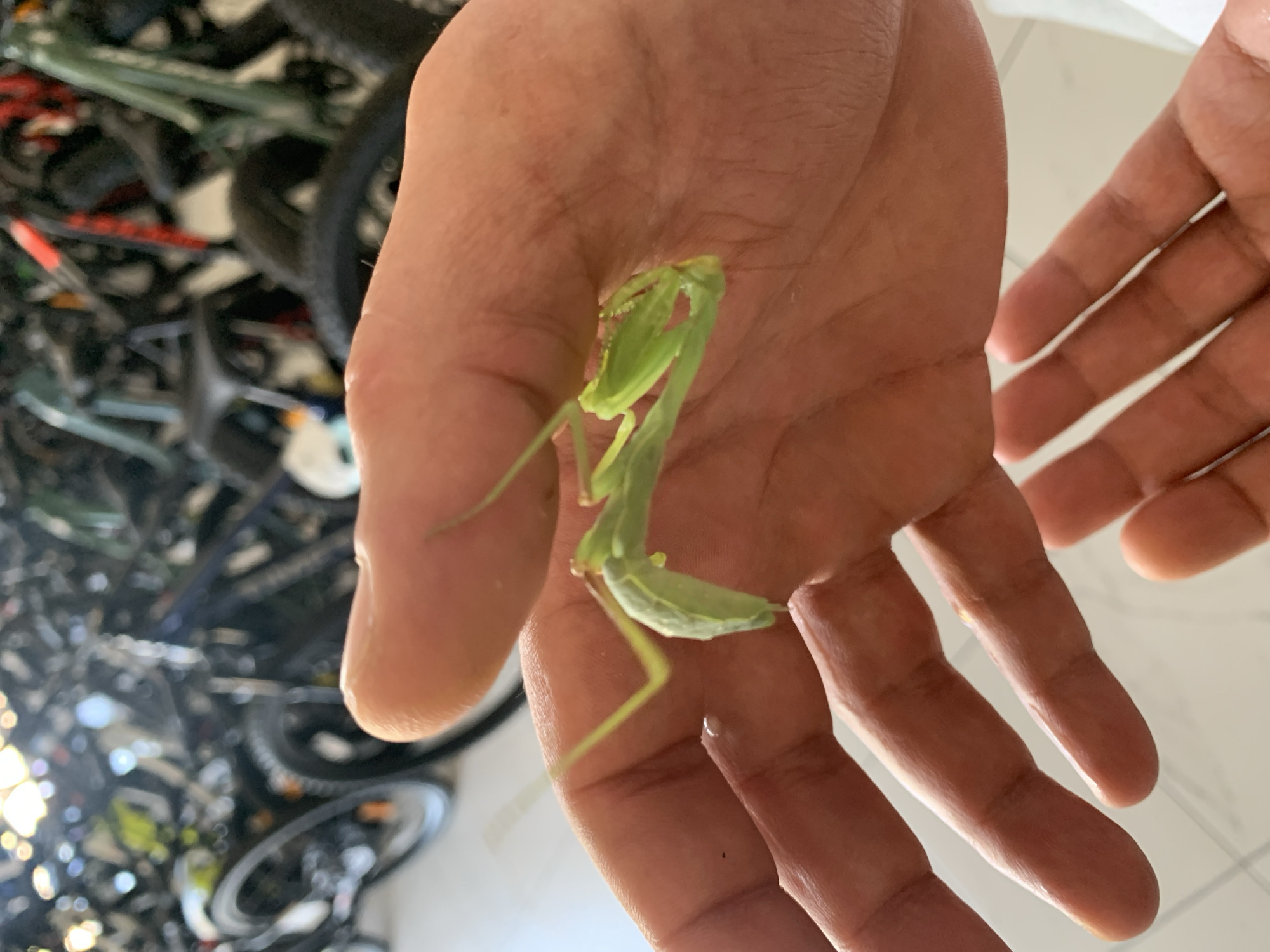 A close-up, slightly angled, eye-level shot shows a person's open hand, palm up, with a green praying mantis resting on it. The mantis is positioned diagonally across the palm, with its body curving upwards. Its head is facing towards the top left of the image. Two other hands are visible, one below the other, in the lower part of the frame. The background is blurred and appears to be a rack of bicycles, suggesting an indoor setting like a bicycle shop or storage area. The lighting is bright, creating reflections on the praying mantis and the skin of the hands. There is a small water droplet on one of the fingers. The location in Kropotkin, Russia is not depicted in the image.