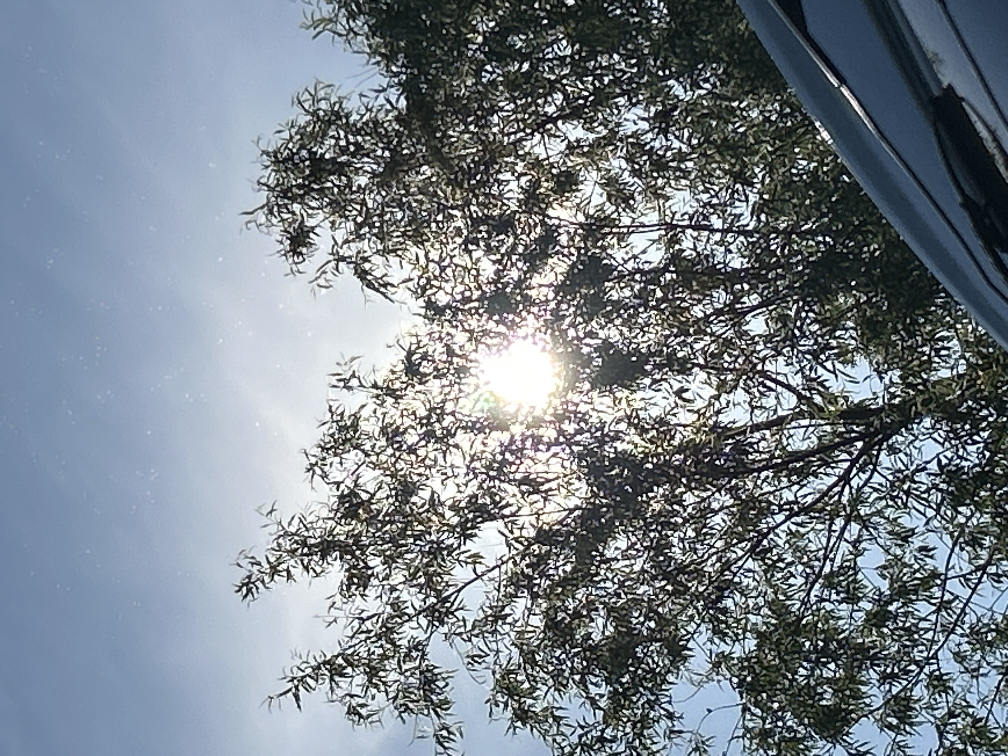 The image depicts a close-up view of a tree with dense foliage against a bright, clear sky. The sun is partially obscured by the leaves, creating a lens flare effect. In the lower right portion of the frame, the edge of a dark, reflective surface, possibly part of a vehicle or building, is visible. The scene appears to be outdoors, likely in a natural setting, with no people or specific city landmarks identifiable. The presence of the sun suggests it is daytime. The image quality is somewhat grainy, and the focus is sharpest on the foliage in the foreground.