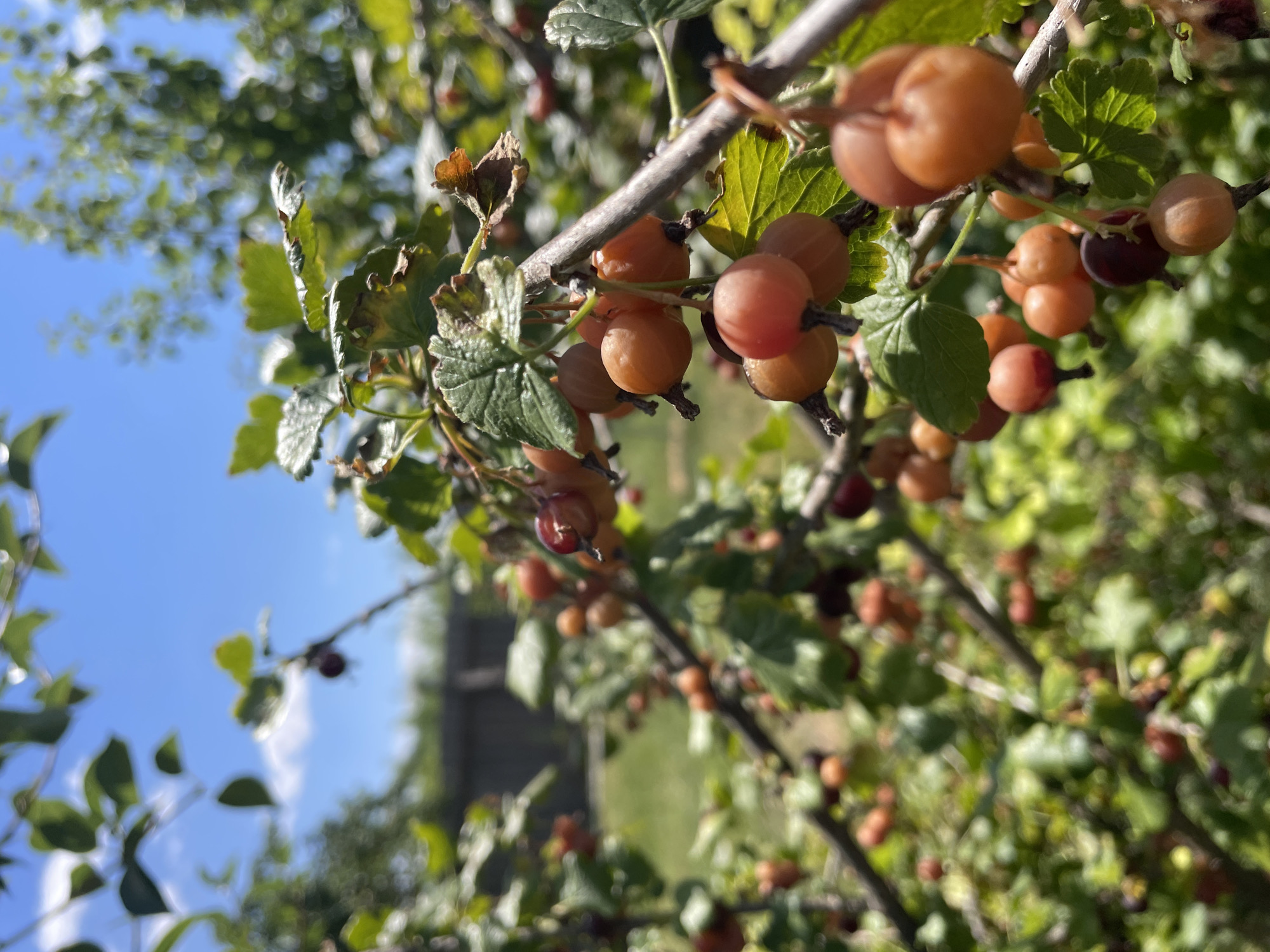 The image shows a close-up view of gooseberries growing on a bush in an outdoor setting. The gooseberries are predominantly a translucent amber color, with some appearing darker reddish-purple, and are clustered on thin branches. Green leaves, some showing signs of browning or wilting at the edges, are interspersed among the berries. The background is softly blurred, revealing a hint of a wooden fence, green grass, and the bright blue sky with a few white clouds. The lighting suggests it is daytime and sunny. The scene is consistent with a garden or orchard in Basarabeasca, Moldova, during the growing season. There are no people or animals visible in the image.