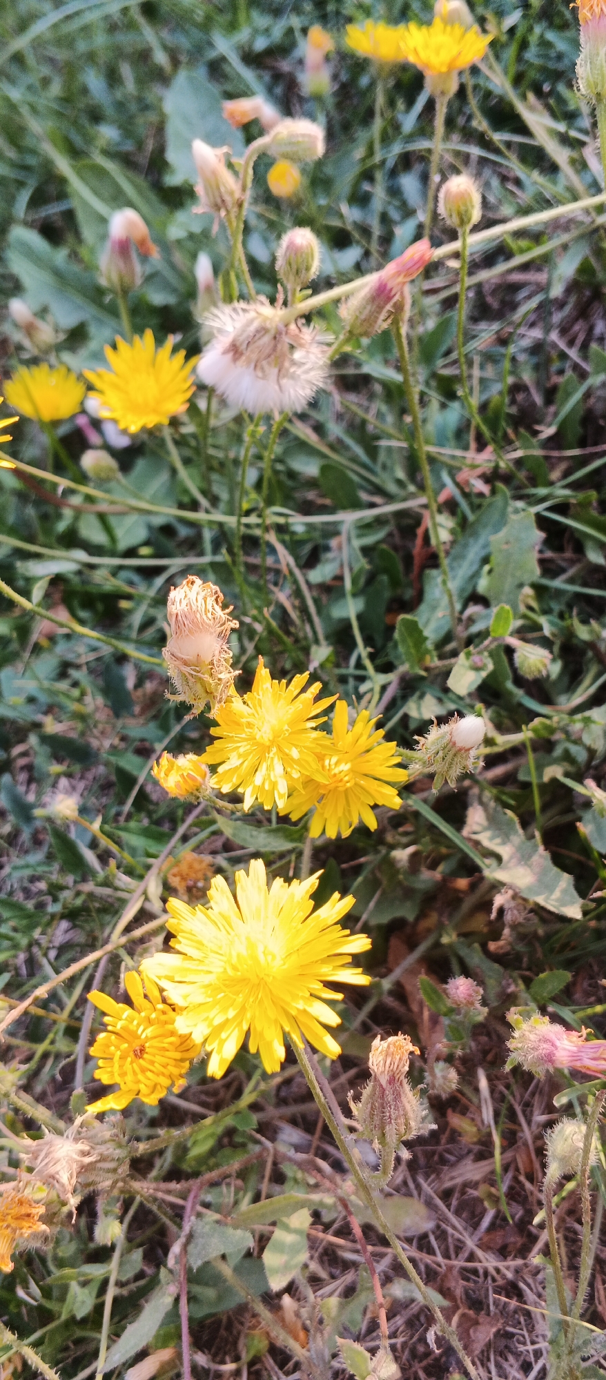 The image depicts a close-up view of several yellow wildflowers, likely dandelions, growing amongst green foliage and dried plant material. Some of the flowers are in full bloom with their characteristic ray florets, while others appear to be in bud or in the process of wilting, with some showing fluffy white seed heads. The lighting suggests it is either early morning or late afternoon, casting a warm glow on the scene. The background is softly blurred, focusing attention on the flowers in the foreground. There is no indication of a specific urban environment, and therefore no information about the location in the city of Smila, Ukraine can be derived from the image.