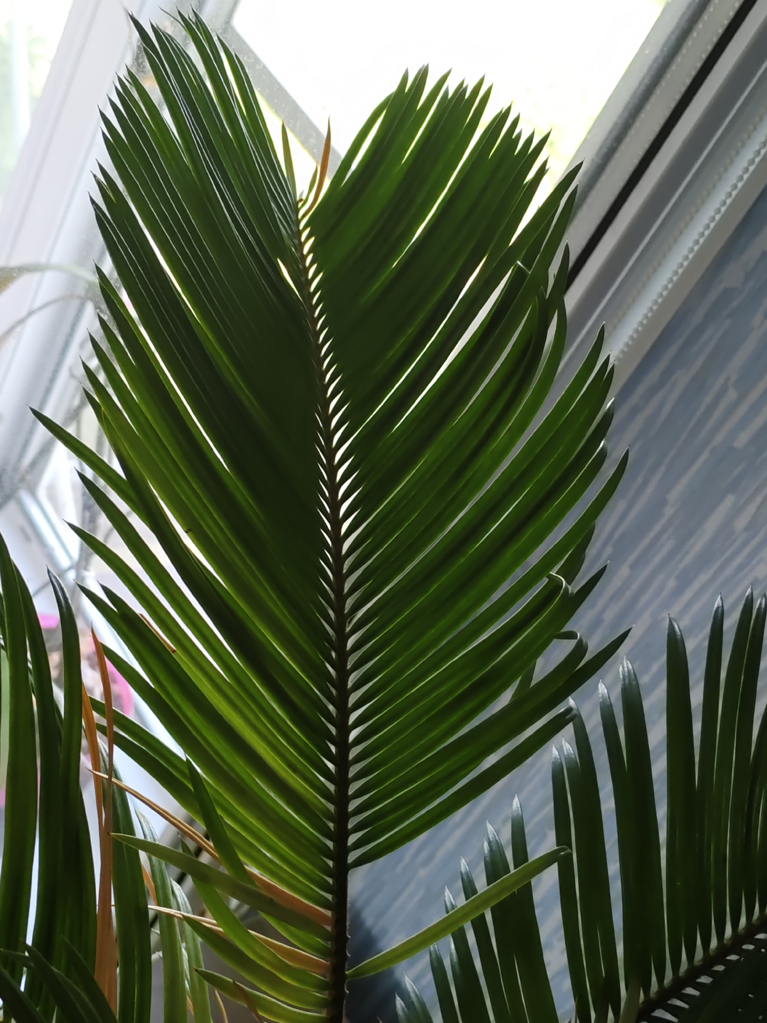 A close-up, vertical, eye-level shot shows a lush green cycad frond prominently in the foreground, its individual leaflets catching the light and casting shadows. The frond's central stem is visible, and the leaflets fan out symmetrically, creating a delicate, almost feathery appearance. To the left and right, other fronds of the same plant are partially visible, some showing slight browning at the tips, indicating natural aging or minor environmental stress.
The background suggests an indoor setting near a window. To the left, the bright, diffused light of the outdoors is visible through what appears to be a windowpane. The right side of the background features a textured, blue and grey surface, possibly wallpaper or a painted wall, with diagonal lines suggesting a slanted ceiling or architectural element. The overall lighting is natural, coming from the window, creating a gentle illumination that highlights the plant's vibrant green color and intricate details. There are no people or animals present in the image. The scene is static and peaceful, focusing solely on the botanical subject.