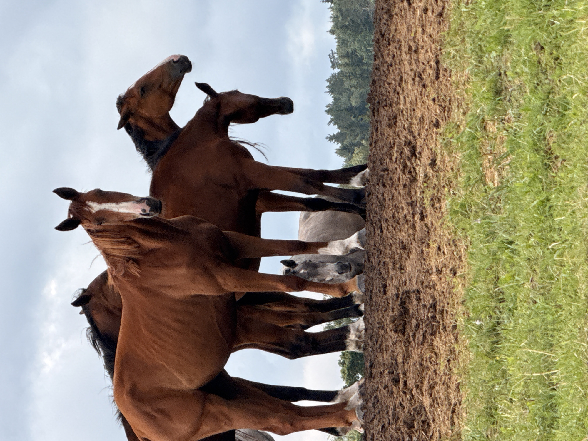 The image shows a group of horses on a patch of dark brown soil with green grass in the foreground. The sky above is cloudy and overcast. In the background, there is a dense line of green trees. Several brown horses are visible, with one lighter gray horse partially obscured behind them. The horses are standing close together, and their legs are visible. One brown horse in the foreground has a white marking on its face. The scene appears to be a rural setting.