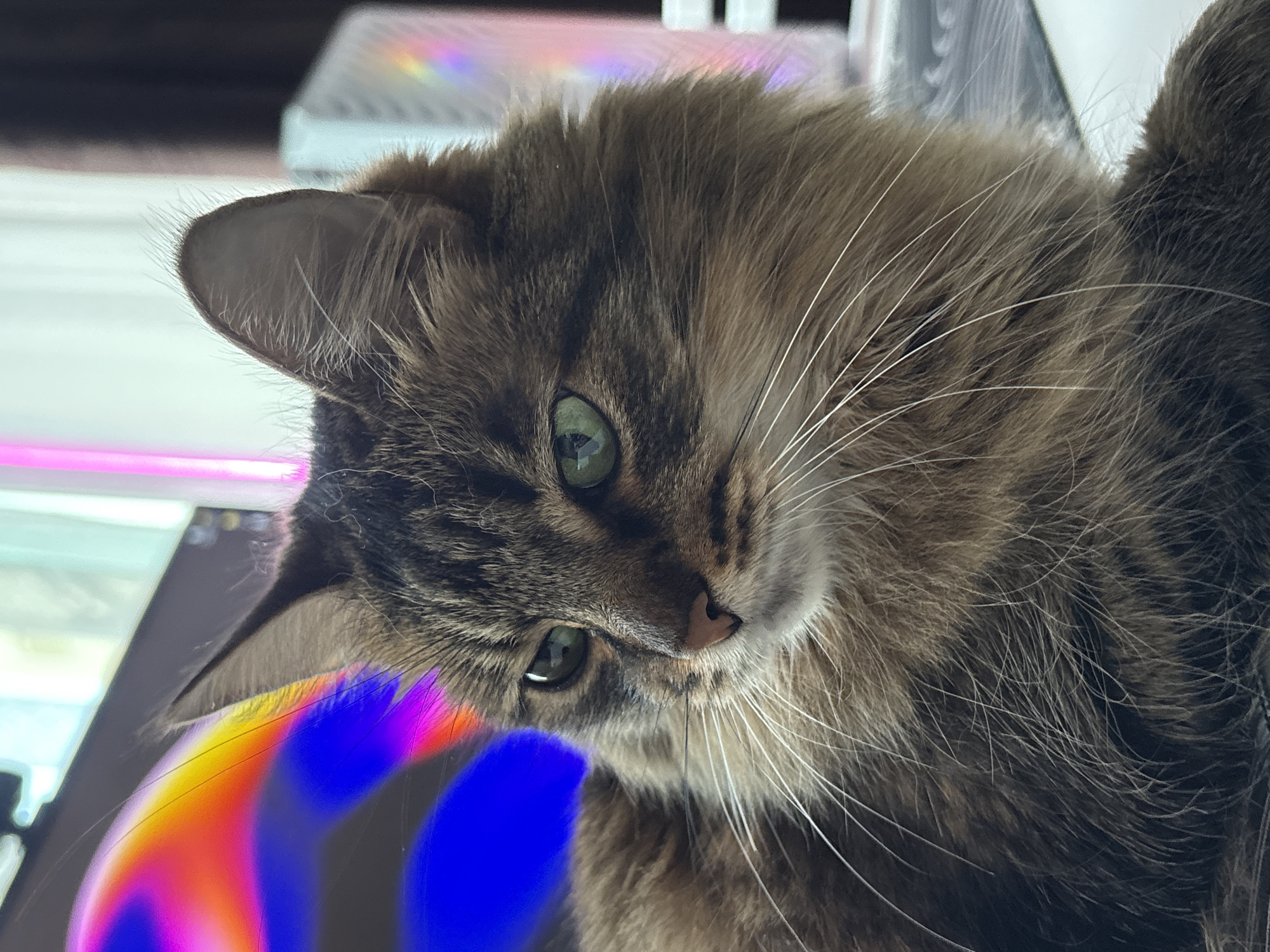 A medium shot captures a long-haired tabby cat with green eyes looking to the left. The cat has brown and black fur, with prominent white whiskers. In the background, a computer monitor displays a colorful abstract image with blue, red, and yellow hues. To the right of the monitor, a pink neon light and a white object with a rainbow effect are visible. The cat is positioned on a desk, with a blurred white surface in the foreground. The scene appears to be indoors, likely in a residential or office setting in Babruysk, Belarus.
