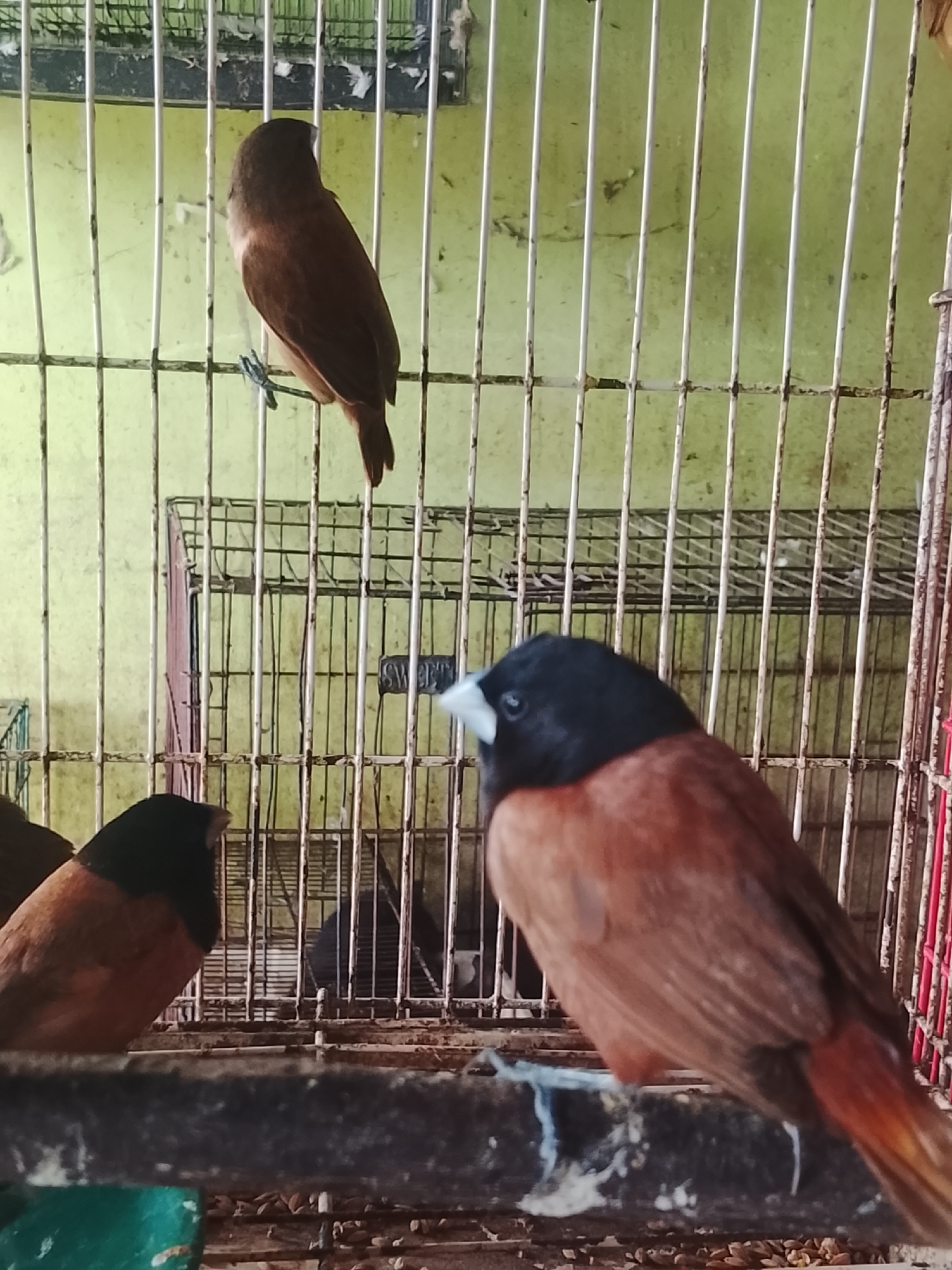 A photograph captures several small birds inside cages. In the foreground, a bird with a black head and brown body is perched on a bar, facing to the right. Behind it, another bird with a brown head and body is visible, partially obscured. Further back and higher up, a third brown bird is perched on a wire. The birds are contained within metal cages, and a green wall is visible in the background, with vertical metal bars interspersed throughout the scene. The scene appears to be an aviary or pet shop, possibly in Kuta Trieng, Indonesia.