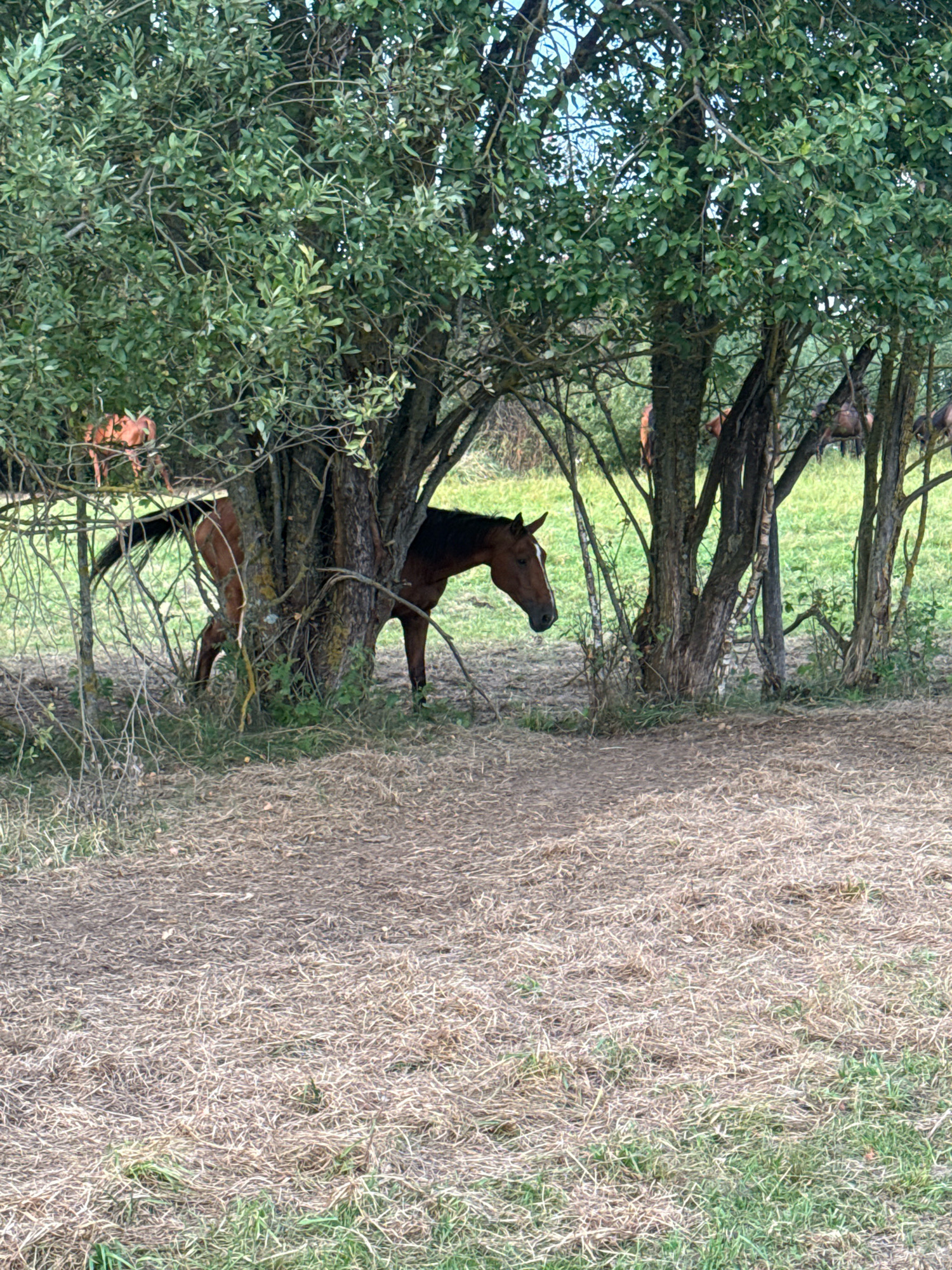 A brown horse stands partially obscured by trees in a grassy field. The horse's head and neck are visible, facing to the left. Another horse, reddish-brown, is visible in the background, also amongst trees. The foreground consists of dry, matted grass and some bare earth. The setting appears to be rural, possibly a pasture or field. There is no indication of the city of Galinė, Lithuania within the image.