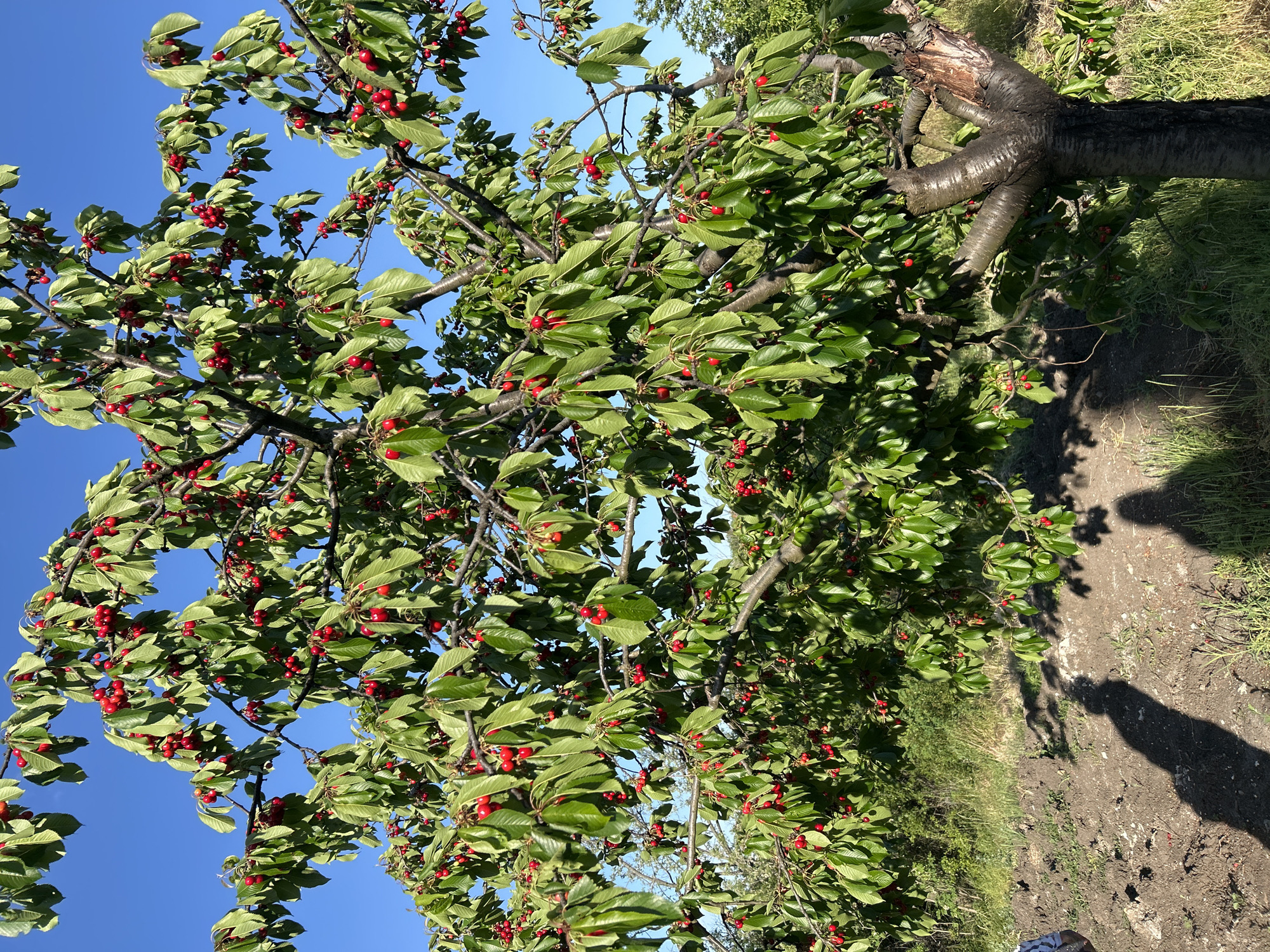 The image depicts a cherry tree laden with ripe red cherries and green leaves. The branches are thick and numerous, extending towards a clear blue sky. The tree grows in an outdoor environment, potentially a garden or orchard, with some grass and what appears to be a dirt path nearby. In the lower right corner of the image there are dark shadows of human figures. The location is Smilets, Bulgaria.