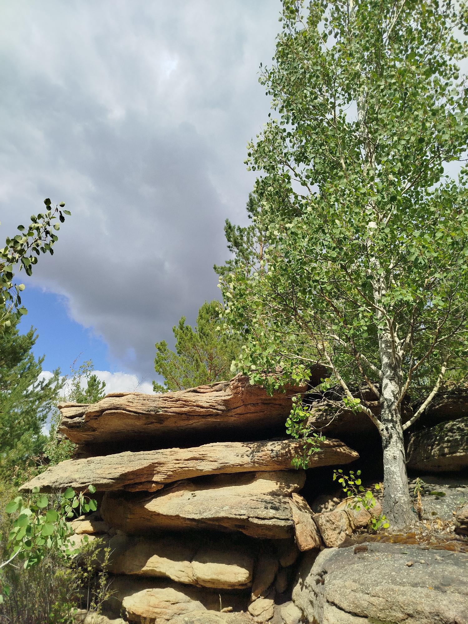 The image captures a natural landscape featuring layered rock formations and vegetation under a cloudy sky. In the foreground, large, flat, horizontal rocks are stacked, appearing weathered and sandstone-like. A young aspen tree with a white, textured trunk and vibrant green leaves grows from the top of these rocks on the right side of the frame. To the left and in the background, various evergreen trees and branches with green leaves are visible. The sky is a mix of light grey clouds and patches of blue, suggesting a dynamic weather condition. The overall scene is one of rugged natural beauty, likely within a park or natural reserve, given the terrain and vegetation. This specific type of rock formation and vegetation is characteristic of the Karkaraly National Park in Qarqaraly, Kazakhstan, known for its unique geological features and diverse flora. No people are present in the image.