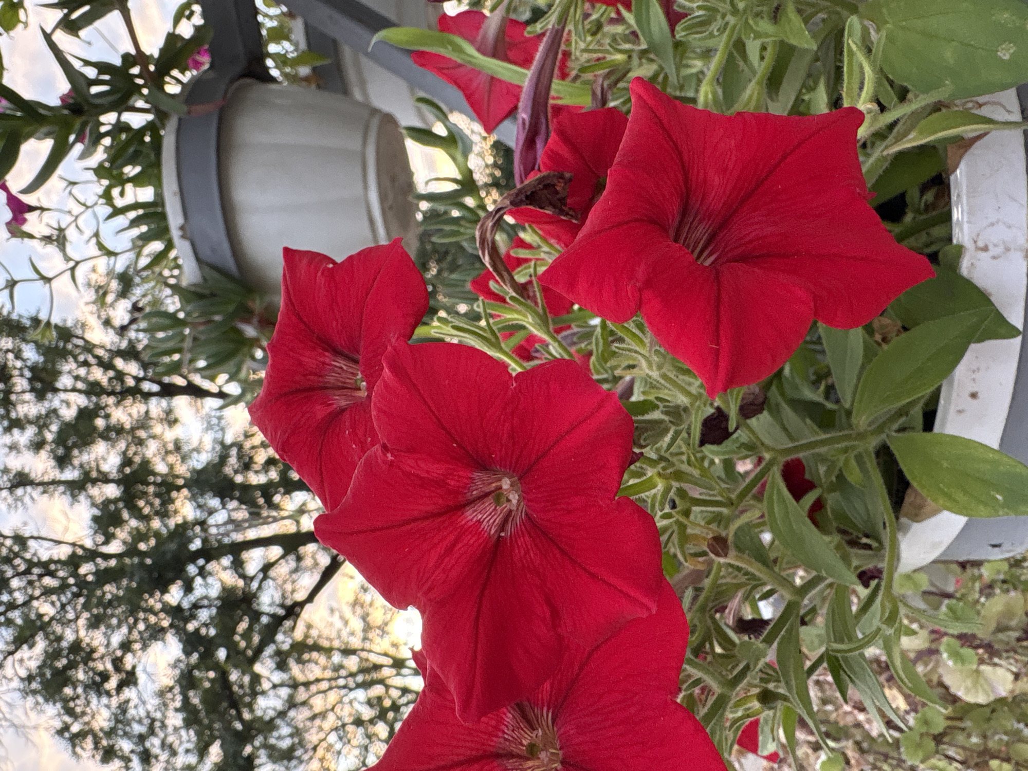 The image displays a close-up view of vibrant red petunias in a garden setting. The flowers are in full bloom, with their trumpet-shaped petals prominently featured. Their velvety texture and deep red hue are evident, with delicate lines radiating towards the center of each bloom. Surrounding the flowers are green, slightly fuzzy stems and leaves, some showing signs of wilting or drying. In the background, out-of-focus elements include the branches of a tree with dappled sunlight filtering through, suggesting an outdoor environment. A portion of a light-colored planter with a dark rim is visible at the bottom, containing the petunias. Another planter, a pale gray pot, is visible higher up and further back, with some succulents or similar plants. The overall impression is a naturalistic scene, likely a balcony or garden, with a soft, diffused light. There are no people or animals present. The scene is consistent with an outdoor decorative garden or balcony planter in Kalush, Ukraine, where such flowers are commonly cultivated.