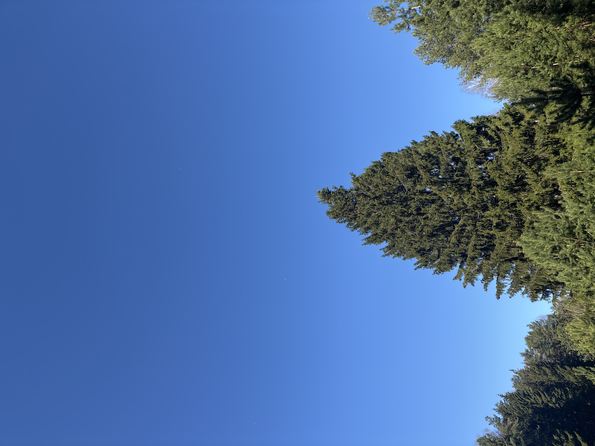 The image shows a view looking up into a clear blue sky, partially framed by green coniferous trees along the top and right edges. The trees appear healthy and dense with foliage. The sky is devoid of clouds, creating a uniform blue background. No people, subjects, objects, actions, or interactions are present. The image provides no specific details to identify its location as Chaikovsky, Russia.