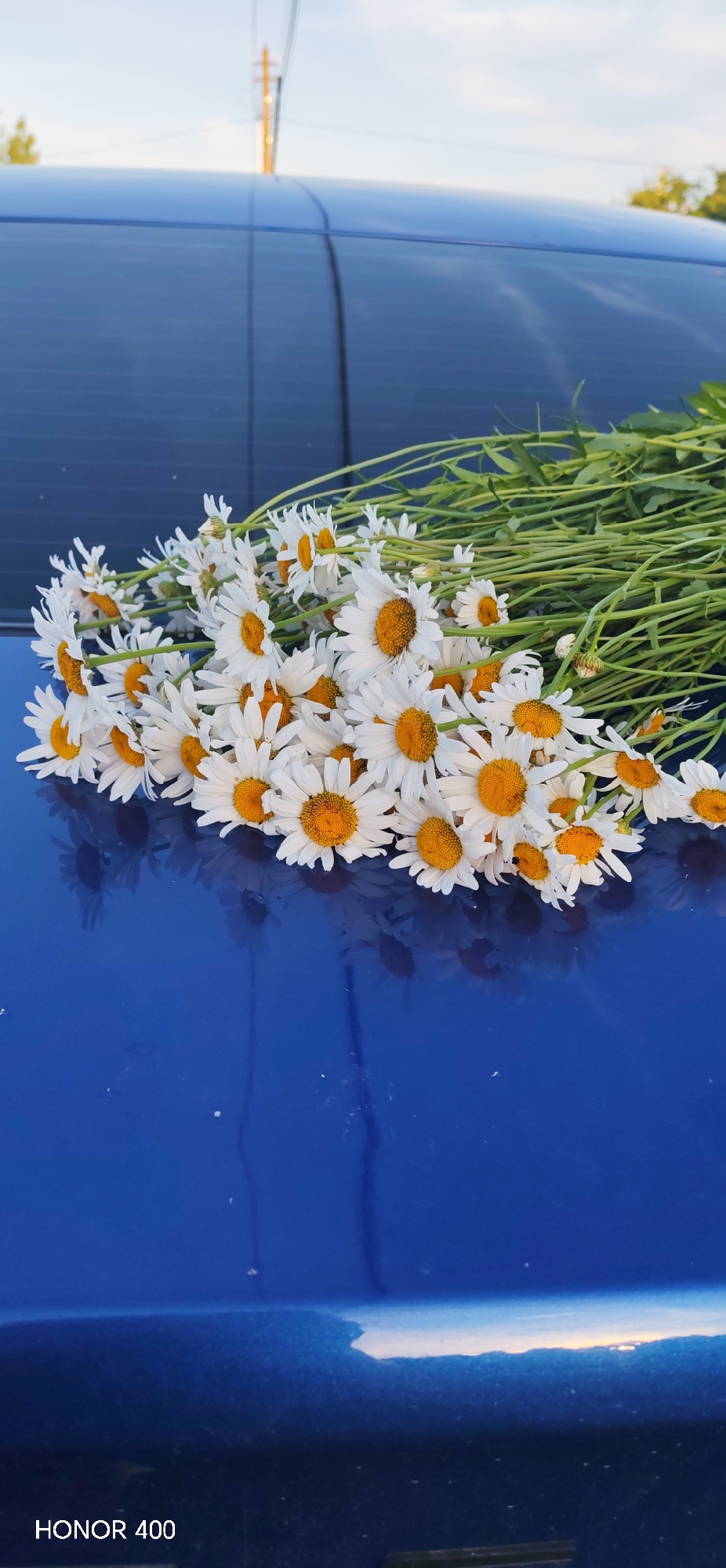 A bouquet of white daisies with yellow centers lies on the hood of a dark blue car. The flowers are arranged in a cluster, with their stems fanning out to the right. The car's hood is reflective, showing a blurred image of the sky and trees. In the background, a telephone pole and wires are visible against a cloudy sky. The bottom left corner of the image has text that reads "HONOR 400". The location of the image is stated to be Noviy, Russia.