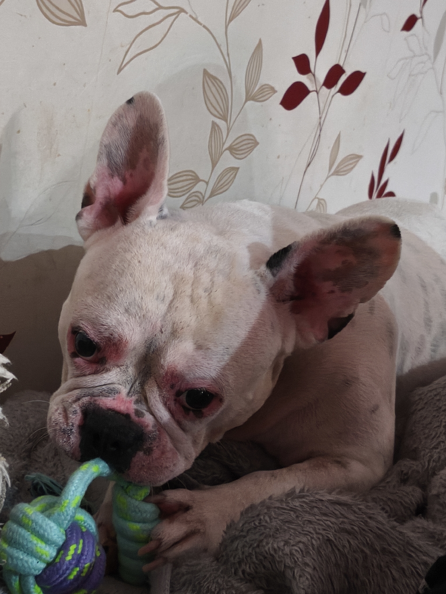 The image displays a close-up, indoor scene featuring a white French Bulldog engaged in play. The dog, predominantly white with some dark spots on its ears and muzzle, is lying down. Notable features include reddish-pink discoloration around its eyes, nose, and the inner folds of its large, erect ears, suggesting irritation or a skin condition. Its dark, glossy eyes are focused downwards.
The French Bulldog is actively chewing on a colorful, knotted rope toy, which has segments of blue, green, and purple. Its front paws are holding the toy against a soft, grey, textured blanket or bed.
The background shows a wall covered with patterned wallpaper. The design consists of stylized leaves and branches in muted beige/brown and dark red, indicating a domestic setting. The lighting appears to be artificial, typical of an indoor environment. There is no visible text in the image. The scene captures a moment of focused play for the dog within a home in Varna, Bulgaria.