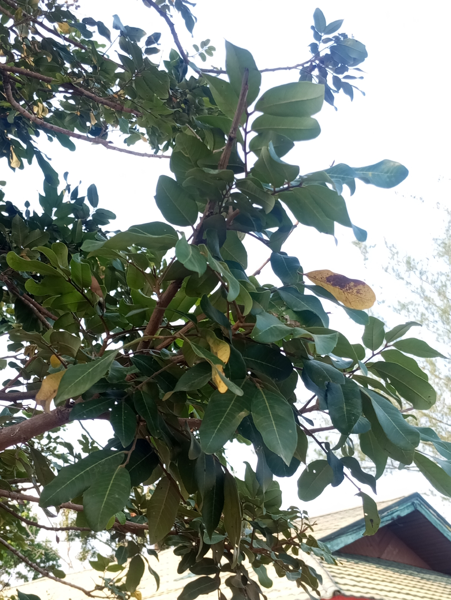 The image shows a close-up view of a tree with lush green leaves and brown branches against a bright, overcast sky. Some of the leaves are yellowing and show signs of browning, indicating natural leaf senescence. The branches are interconnected, forming a dense canopy. In the background, the roof of a building with green and brown tiles is partially visible, suggesting an urban or semi-urban environment. This scene is located in Pematang Reba, Indonesia.