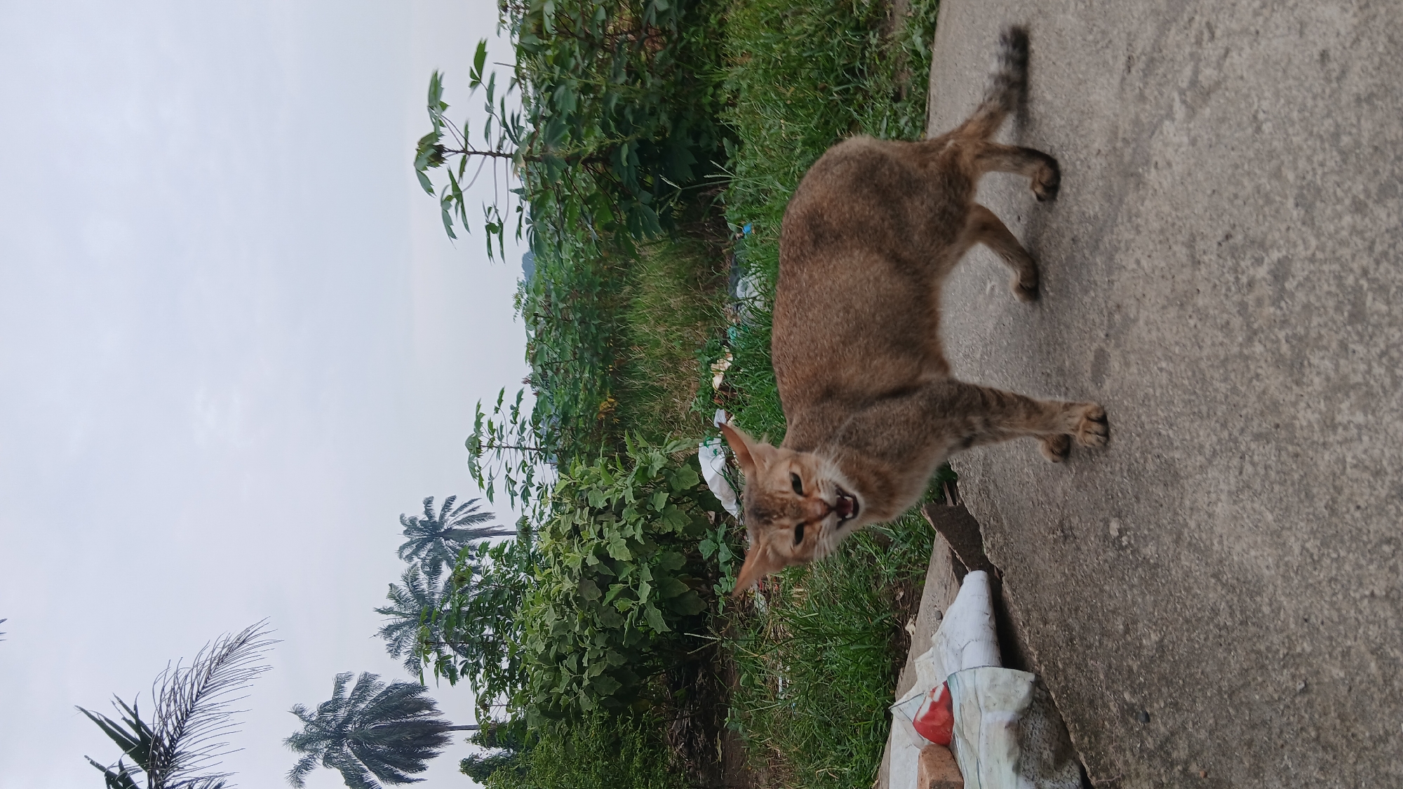 A ginger and tabby cat stands on a concrete surface in what appears to be an outdoor, somewhat overgrown area. The cat is facing the camera with its mouth slightly open, showing its teeth and tongue, in a posture that might indicate defensiveness or an attempt to vocalize. Its ears are pointed forward and its tail is extended behind it with a striped pattern.
In the background, lush green vegetation, including trees and bushes, forms a dense wall. Some palm trees are visible to the left and in the distance, suggesting a tropical or subtropical environment. Scattered among the vegetation are pieces of white plastic bags and other debris, indicating the area may be near a dump site or a less-maintained part of a city.
The sky is overcast with a light grey hue. To the left of the cat, on the concrete, are some bricks and a crumpled white plastic bag containing a red object. The concrete surface appears weathered and cracked in places. The overall impression is of a somewhat neglected outdoor space in a tropical region, with the cat as the central, alert subject.
The location is specified as Klambir Lima Kebun, Indonesia. This suggests the scene depicts an ordinary outdoor environment within that specific geographical area.