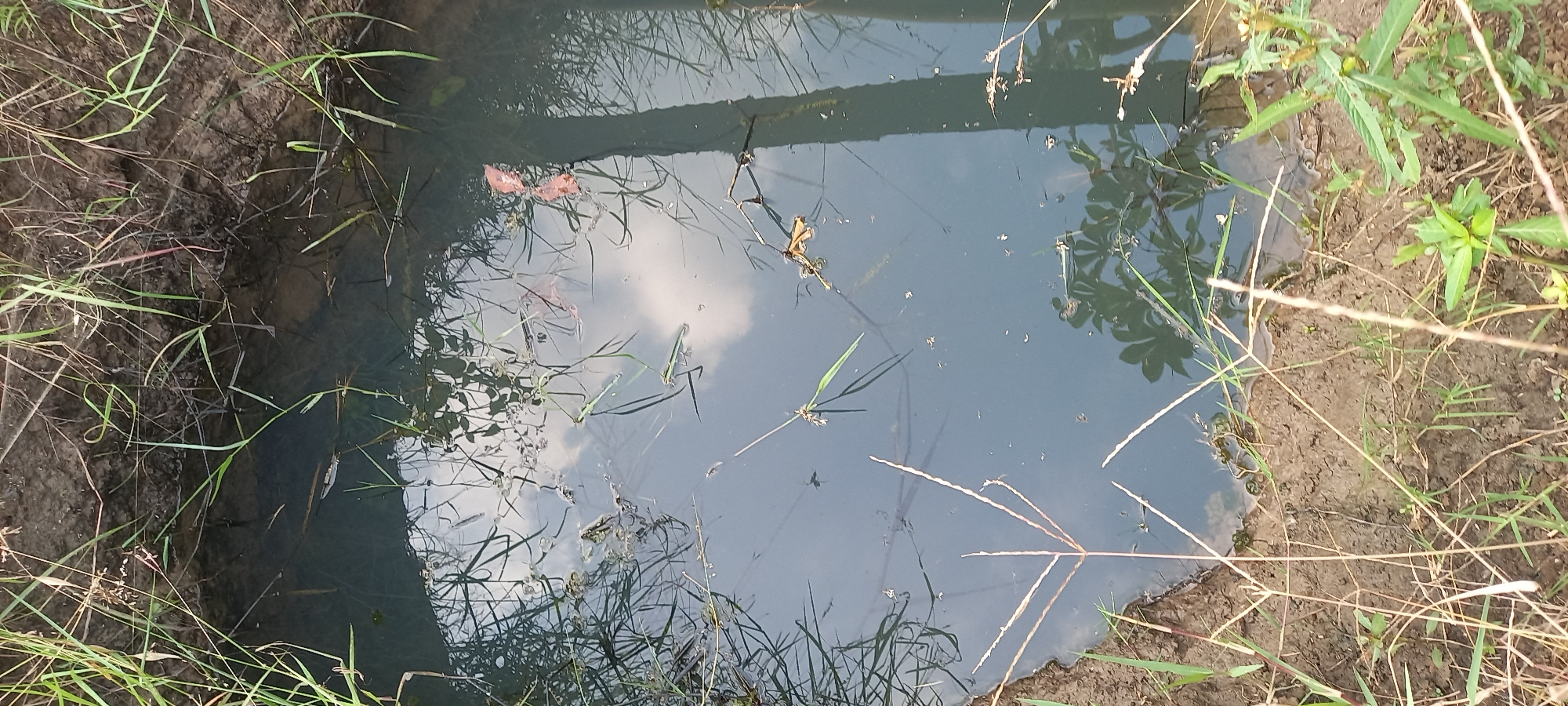 A small, murky puddle sits in a shallow depression in the soil, surrounded by dry grass and weeds. The water reflects the sky, with clouds visible in the watery surface. A few dry leaves and plant debris float on the surface. The edge of the puddle is lined with bare, dry earth, with sparse green grass growing along the banks. In the distance, a dark, vertical object, possibly a tree trunk or post, is reflected in the water. The overall scene depicts a natural, outdoor environment, likely in a rural or undeveloped area, potentially within the city of Sidamulya, Indonesia, given the context.