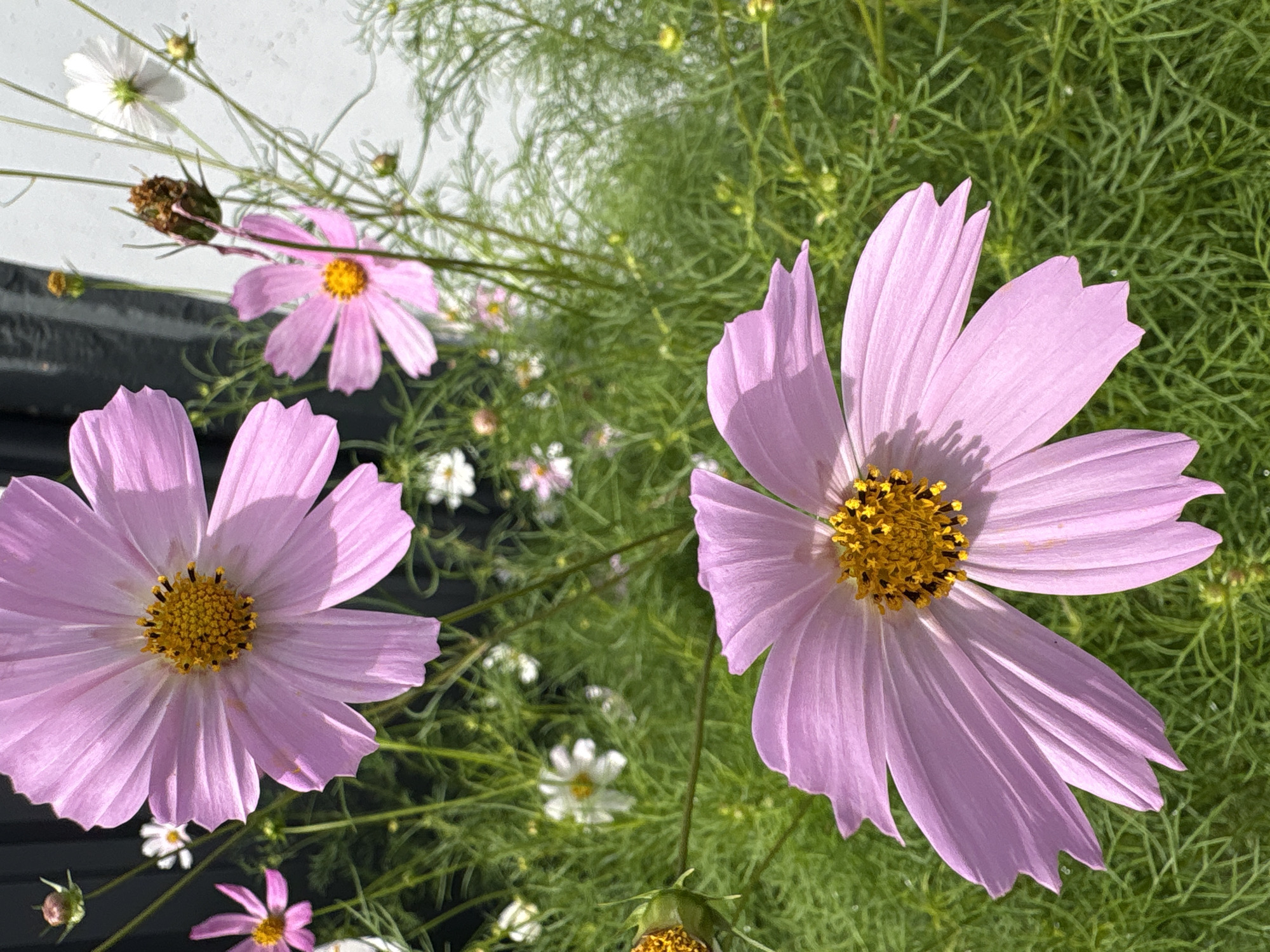This is a close-up, overhead shot of a cluster of cosmos flowers in bloom. Two large, light pink cosmos flowers with bright yellow centers dominate the foreground and middle ground. Their petals are delicate and slightly ruffled, with visible veins. The background is filled with feathery green foliage and several smaller white and pink cosmos flowers, some of which are buds. The lighting suggests it is daytime, with sunlight casting subtle shadows on the petals. The overall impression is one of natural beauty and gentle growth. There is no visible text or people in the image, and no specific activity is taking place beyond the natural blooming of the flowers. The setting appears to be a garden or a natural outdoor space. The location context provided is Vitsebsk, Belarus.