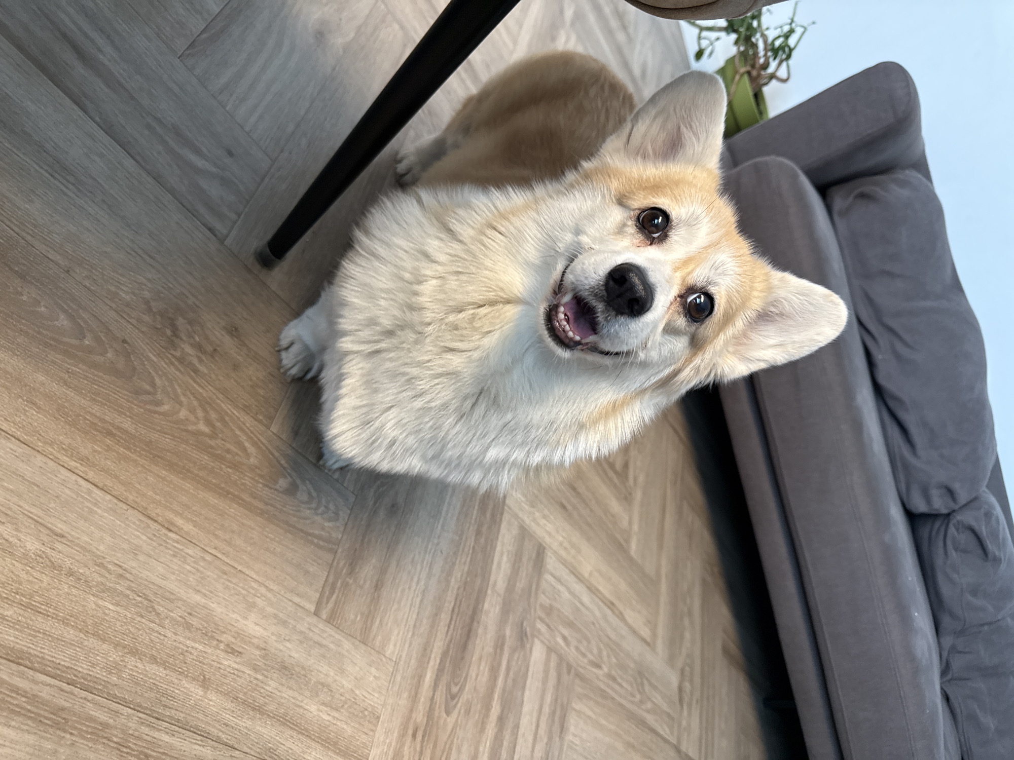 A medium shot shows a corgi dog on a light brown and gray wood-patterned floor. The dog is mostly white with tan markings on its head and back. It is looking up at the camera with an open mouth, seemingly smiling. A black table leg is visible in the upper left corner of the frame. A gray sofa is partially visible in the upper right corner, with a green potted plant on top of it. The location is Krasnoyarsk, Russia.