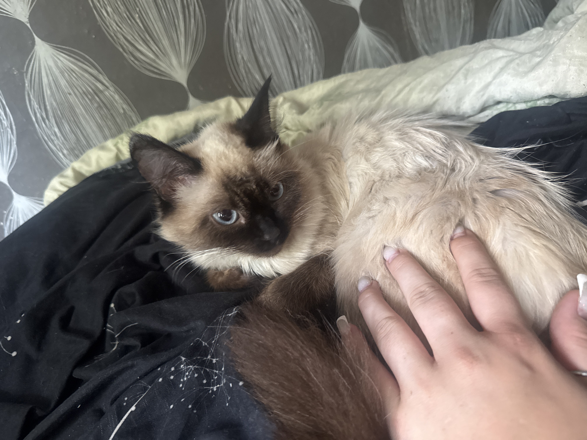 A Siamese cat is lying on a bed with a person's hand petting its back. The cat has blue eyes and light brown fur with darker points on its ears and face. The background consists of a patterned wallpaper and bedding. The image appears to be taken indoors. No specific location in the city of Разведчик, Russia, is discernible from the image.