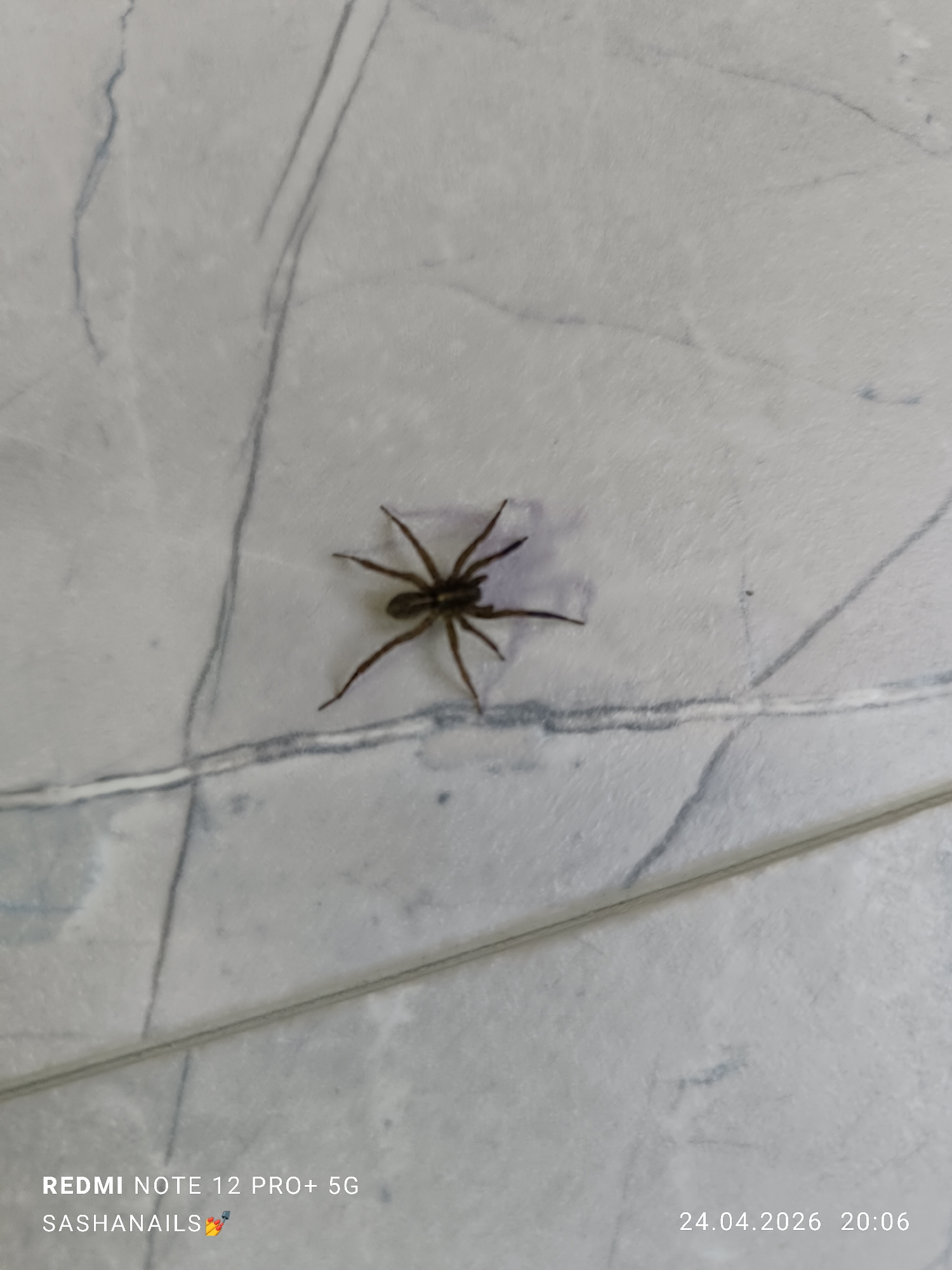 The image displays a close-up of a spider resting on a light-colored, possibly tiled or stone-patterned surface. The spider is dark brown, appears relatively small, and has all eight legs visible, splayed out on the surface. Its body is somewhat oval-shaped.
The background is a predominantly light grey or white surface with irregular, thin, darker grey or blue vein-like patterns, reminiscent of marble or ceramic tiles. The patterns suggest a natural stone look or a manufactured tile design. The lighting is even, suggesting an indoor setting under artificial light or diffused natural light.
No specific activity is taking place; the spider appears stationary. Given the location context of Chaikovsky, Russia, this is likely a common indoor spider.
Visible text in the bottom left corner reads "REDMI NOTE 12 PRO+ 5G" and "SASHANAILS💅". In the bottom right corner, the date and time "24.04.2026 20:06" are stamped on the image, indicating the photo was taken in the evening.