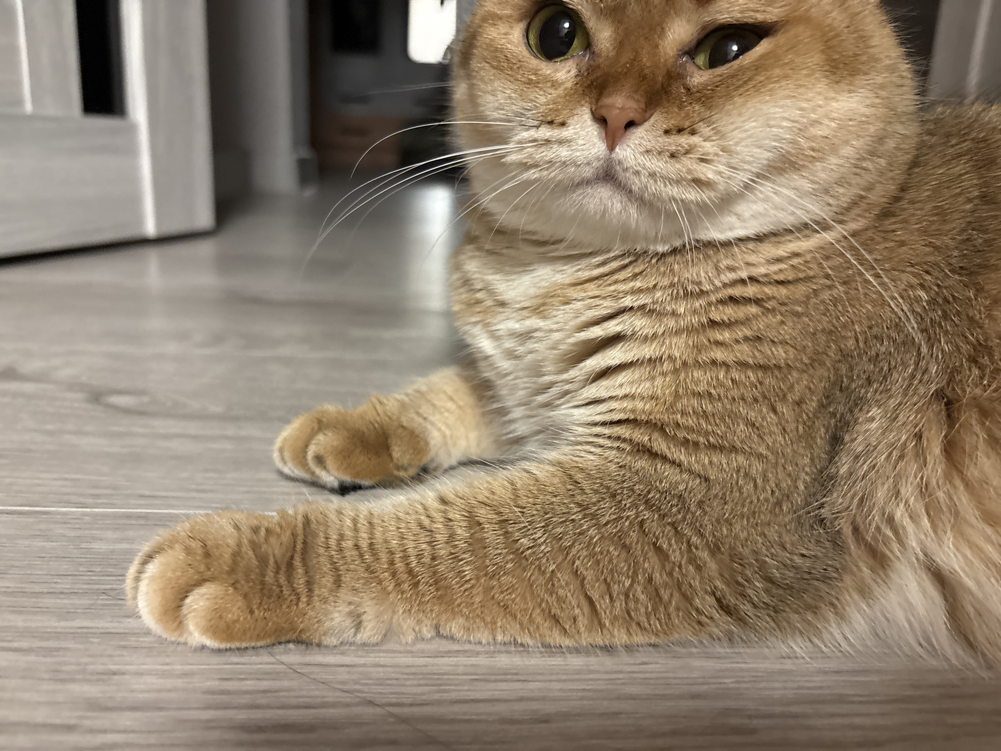 A close-up, eye-level shot captures an orange tabby cat lying on a light-colored wooden floor. The cat's head is to the right of the frame, with its face partially visible. Its fur is a mix of orange and brown stripes, and its eyes are green. One of its front paws is resting in the foreground, with its claws retracted. The background is slightly blurred, showing a white doorway or furniture piece. The scene appears to be indoors, in a residential setting.