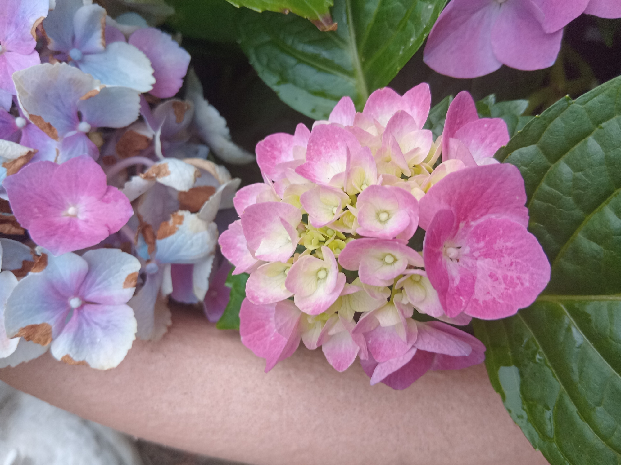 The image shows a close-up view of a cluster of hydrangeas, with some flowers in shades of pink and light blue. The flowers are in various stages of bloom, with some appearing fresh and others slightly wilted with brown edges. In the foreground, large, dark green hydrangea leaves are visible, some of which appear wet. To the left of the flowers, a blurry, light-brown, textured surface is visible, which could be a person's arm or leg. The background is dark and out of focus, suggesting an outdoor setting. The image appears to be a photograph taken outdoors in a garden or natural setting. There is no specific information about the location in Weißenthurm, Germany, within the image itself.