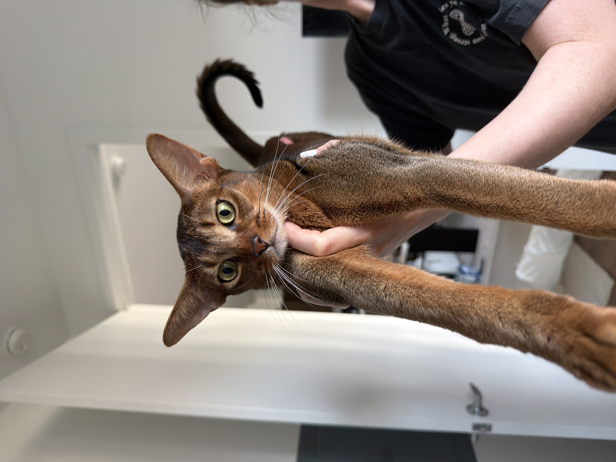 A close-up, eye-level vertical shot captures an Abyssinian cat being held by a person. The cat, with its characteristic ticked coat and large ears, is positioned in the center of the frame, facing the camera. Its green eyes are wide and alert, and its mouth is slightly open. The cat's front legs are extended downwards, and its tail curls upwards behind its head. The person's hands are visible supporting the cat's body. The background is blurred, showing an indoor setting with a white door and a hint of a person's arm and shoulder wearing a black t-shirt on the right side of the frame. The lighting suggests an indoor environment, possibly a home, with natural light coming from an unseen source. The scene is devoid of any specific identifiable landmarks or elements that would place it within Glendale, United States of America.