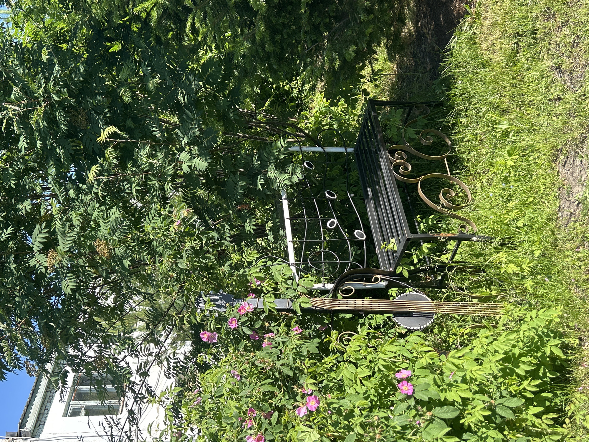 In Zelengorskiy, Russia, a black metal bench with ornate scrollwork legs is situated in a lush garden. The bench is placed in front of a white building with a green-trimmed window, partially obscured by dense green foliage and pink wild roses in bloom. Behind the bench, a large tree with compound leaves and clusters of small, light-colored berries provides shade. To the right of the bench, a coniferous tree adds to the greenery. A decorative element resembling a musical staff with a circular disc and vertical rods stands to the left of the bench, nestled amongst the plants. The ground is covered in green grass with scattered small wildflowers. The sky is clear and blue.
