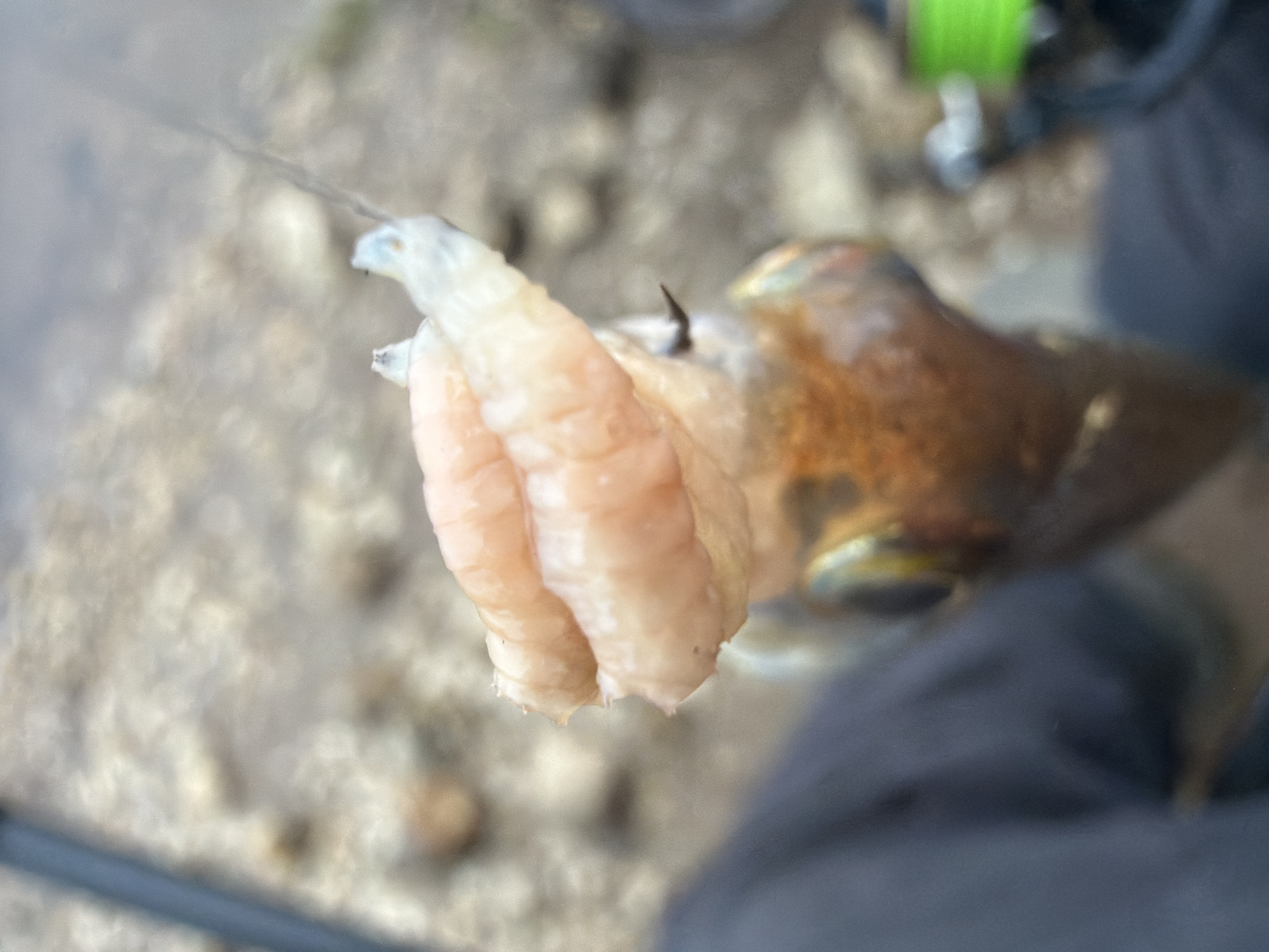 The image presents a close-up view of fishing bait rigged on a hook. The bait appears to be several pale, fleshy, and somewhat translucent pieces, possibly squid or shrimp, secured firmly to the fishing hook. A thin fishing line extends from the hook towards the upper left.
In the blurred background, there is textured ground that looks like sand or small rocks, suggesting a shore, riverbank, or lake edge. To the right, out of focus, elements of fishing gear are visible, including a bright green component, likely part of a fishing reel, and dark fabric, possibly clothing worn by a person holding the tackle. The overall scene indicates preparation for or engagement in fishing.
No specific time of day, weather conditions, or emotions are discernible from the image. There is no visible text. The location context provided is Noviy, Russia.
