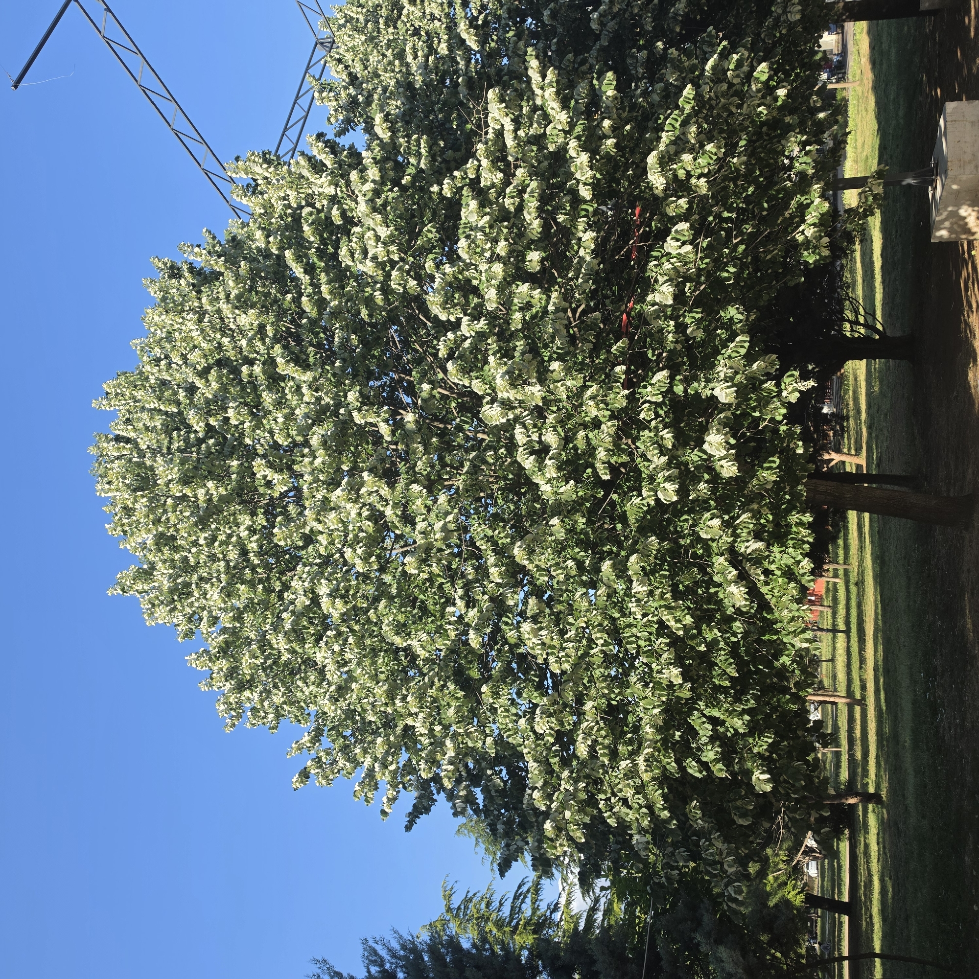 The image shows a large tree with white and green foliage, possibly flowering, against a clear blue sky. A power line structure is visible in the upper left corner. The ground is covered in green grass, with the shadows of trees casting vertical stripes across the lawn. The tree is located in a park-like setting. I do not have enough information to determine the specific location in Podgorica, Montenegro.