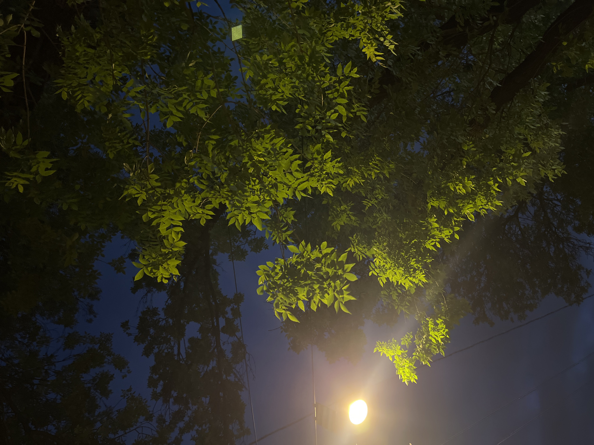 The image depicts a view looking upwards through the canopy of trees at night, illuminated by a streetlamp on the left. The sky is a deep blue. The leaves of the trees are a vibrant green, catching the light of the lamp, while other parts of the foliage are in shadow. Power lines are visible diagonally across the sky. There are no people or animals present in the image. The scene is consistent with a street or park in Saint Petersburg, Russia, where such lighting and tree-lined streets are common, especially during twilight or nighttime hours.